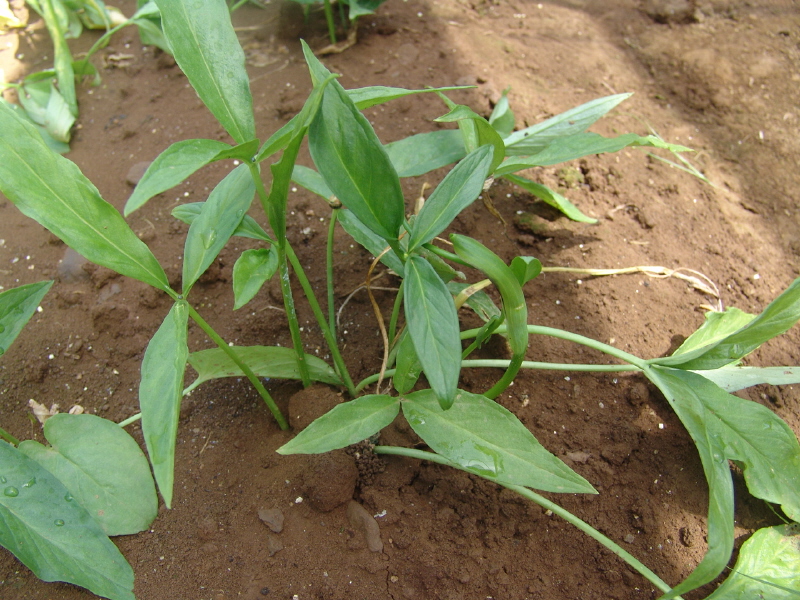 제주 특산작물 반하