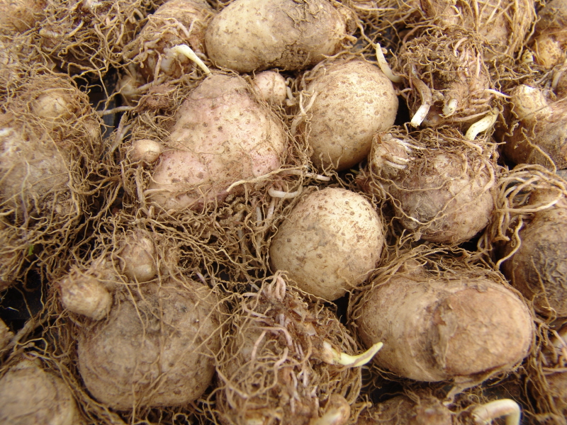 제주 특산작물 반하