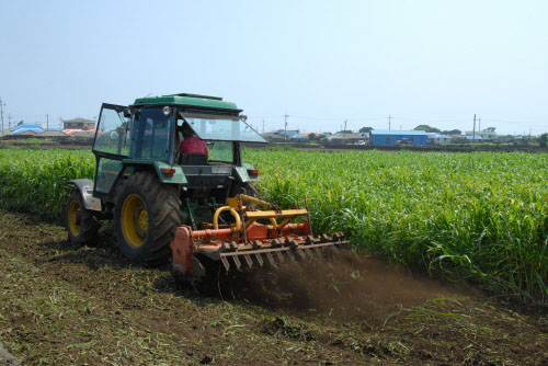 녹비작물(綠肥作物)을 활용한 푸른들가꾸기 사업
