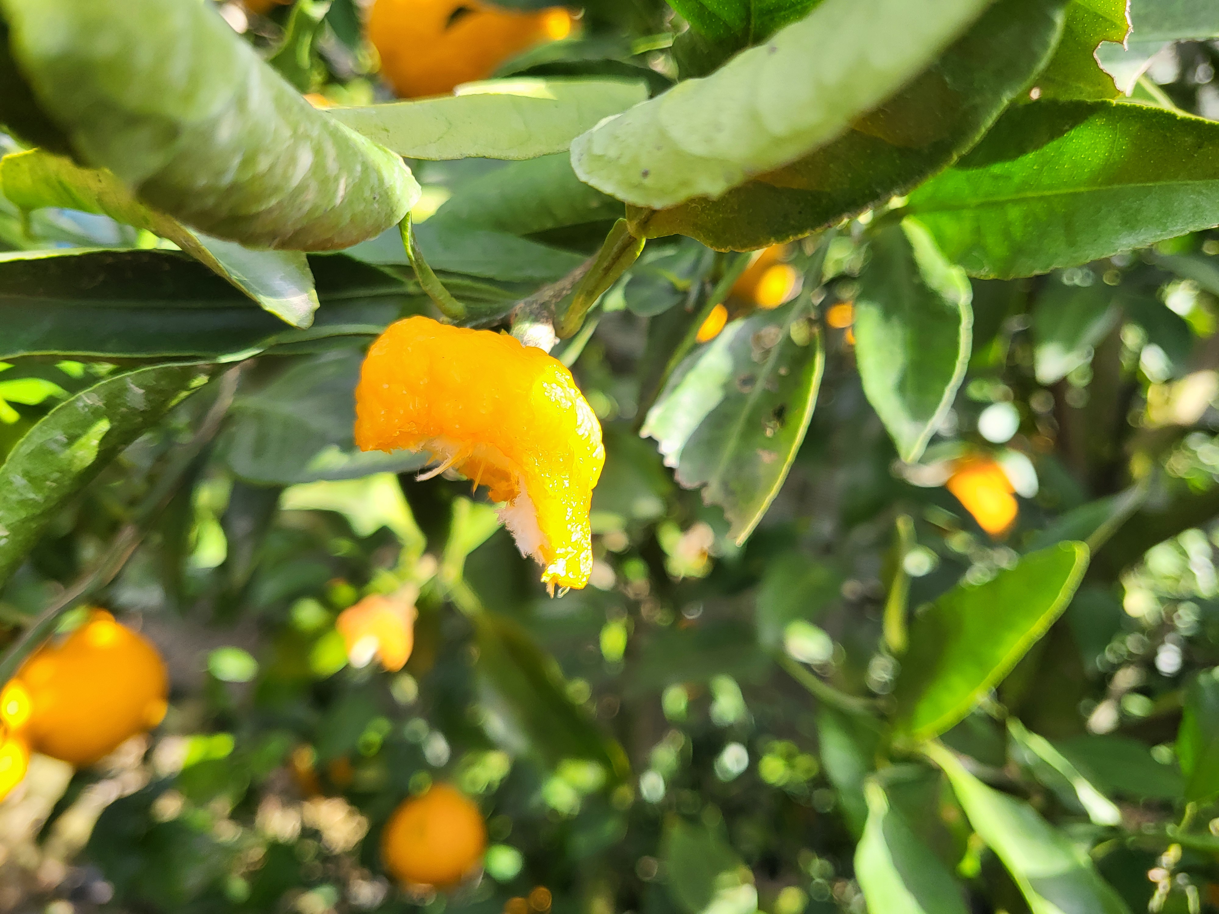 노지한라봉 꼭지