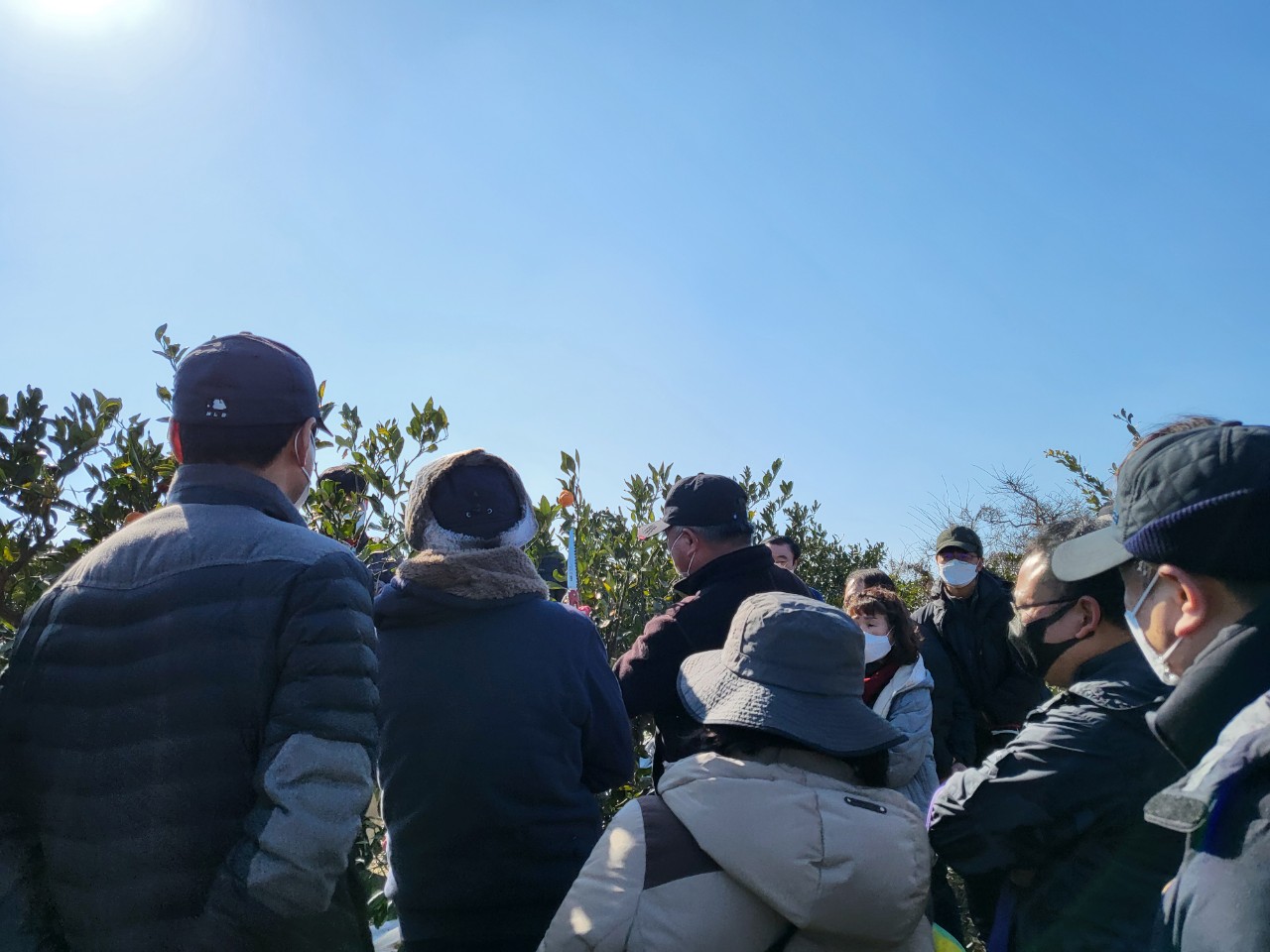 2022 노지감귤 재배기술 정지·전정 실습교육