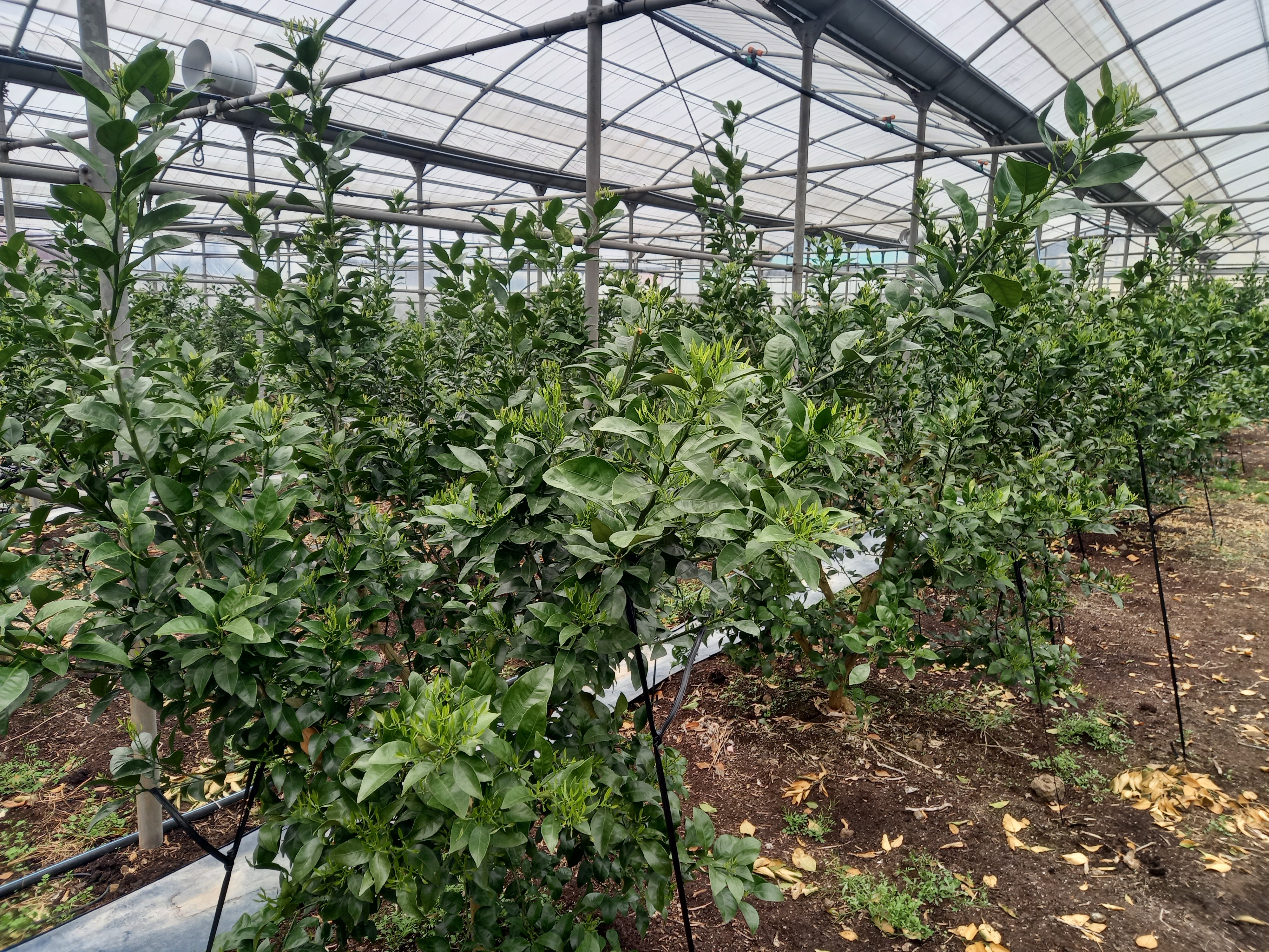 한라봉 총상유엽화 관련 문의