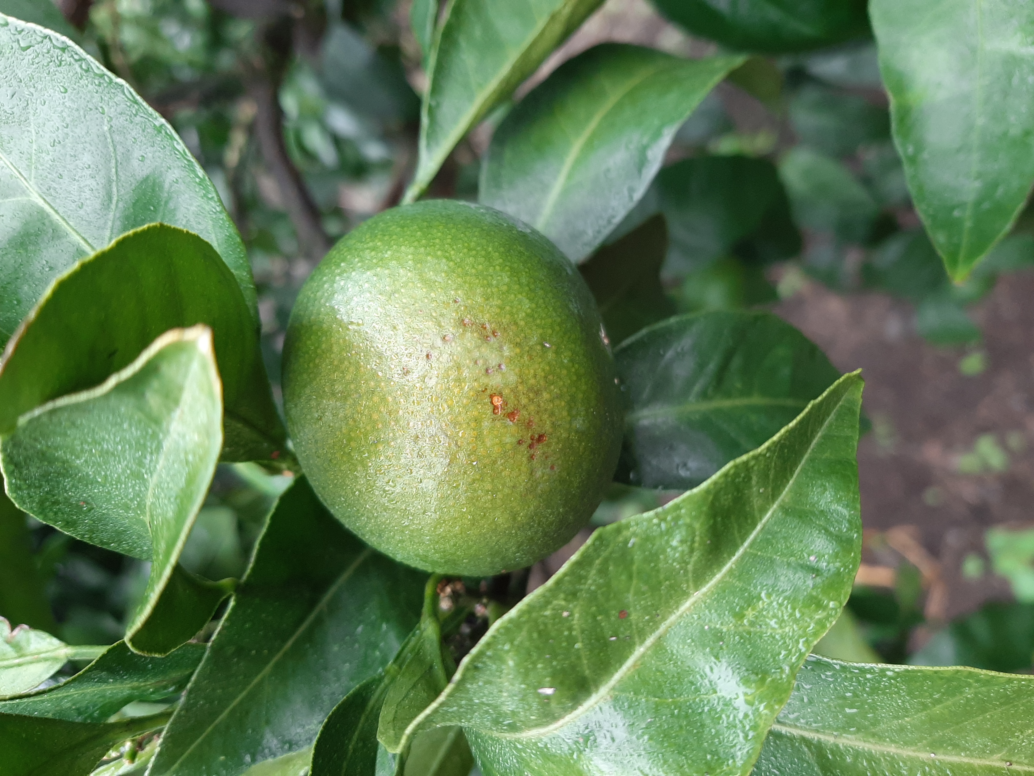 병해충 및 교육문의