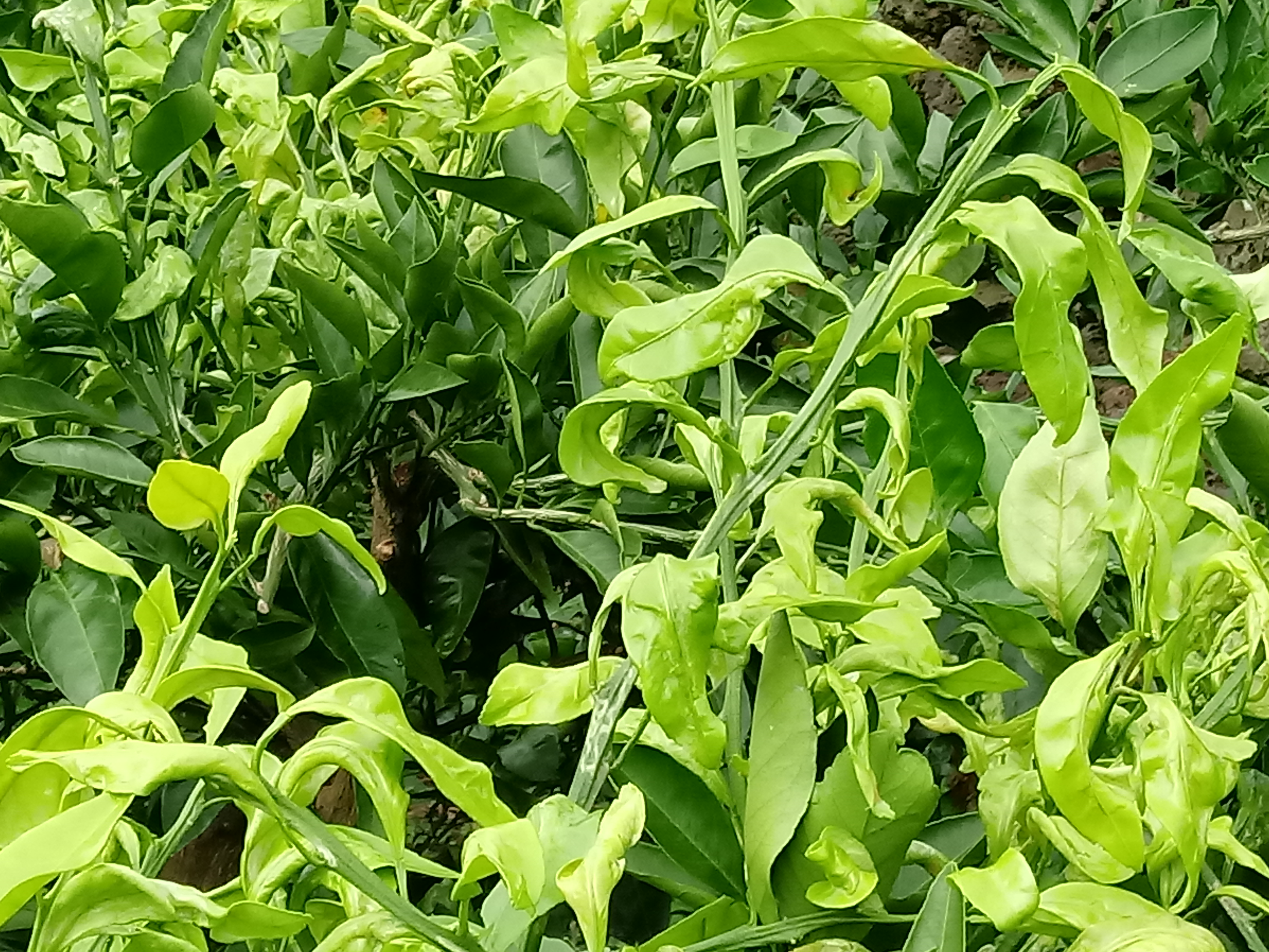 귤굴나방 방제 실패.. 어떻게 해야할까요?ㅠ