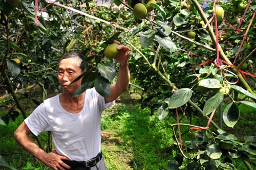 하우스 단감도 지하공기 조기수확