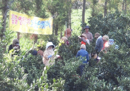 농촌생활문화체험교육 및 봉사활동