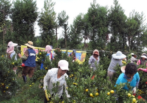 농촌생활문화체험교육 및 봉사활동