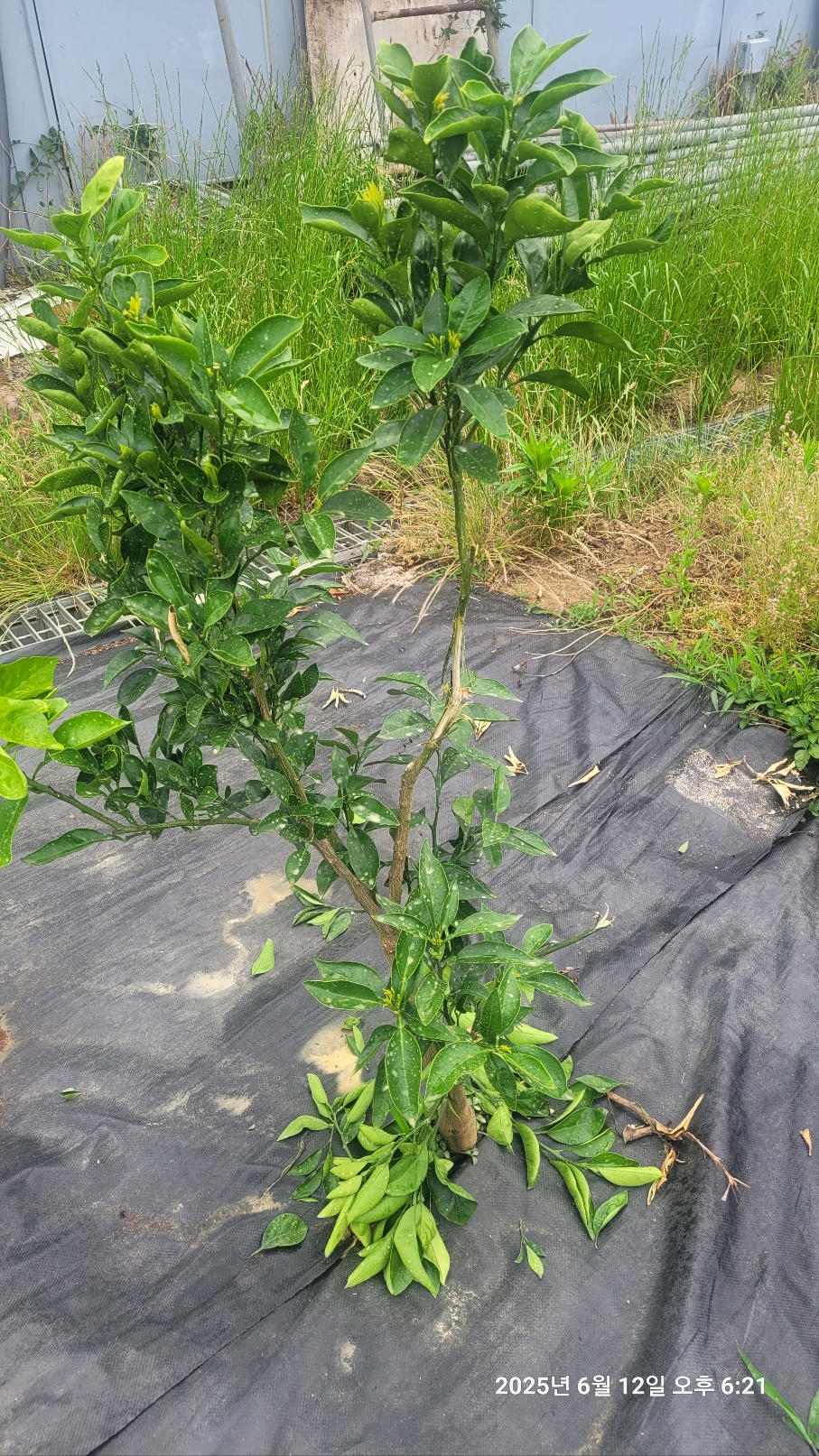 유목 조수피해여부