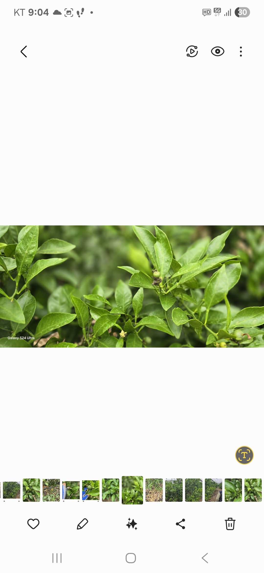 써니트 한라봉 과다낙과 