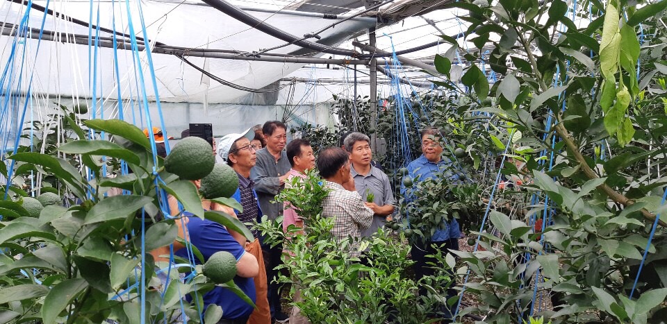 감귤현장컨설팅(탑한라봉연구회)