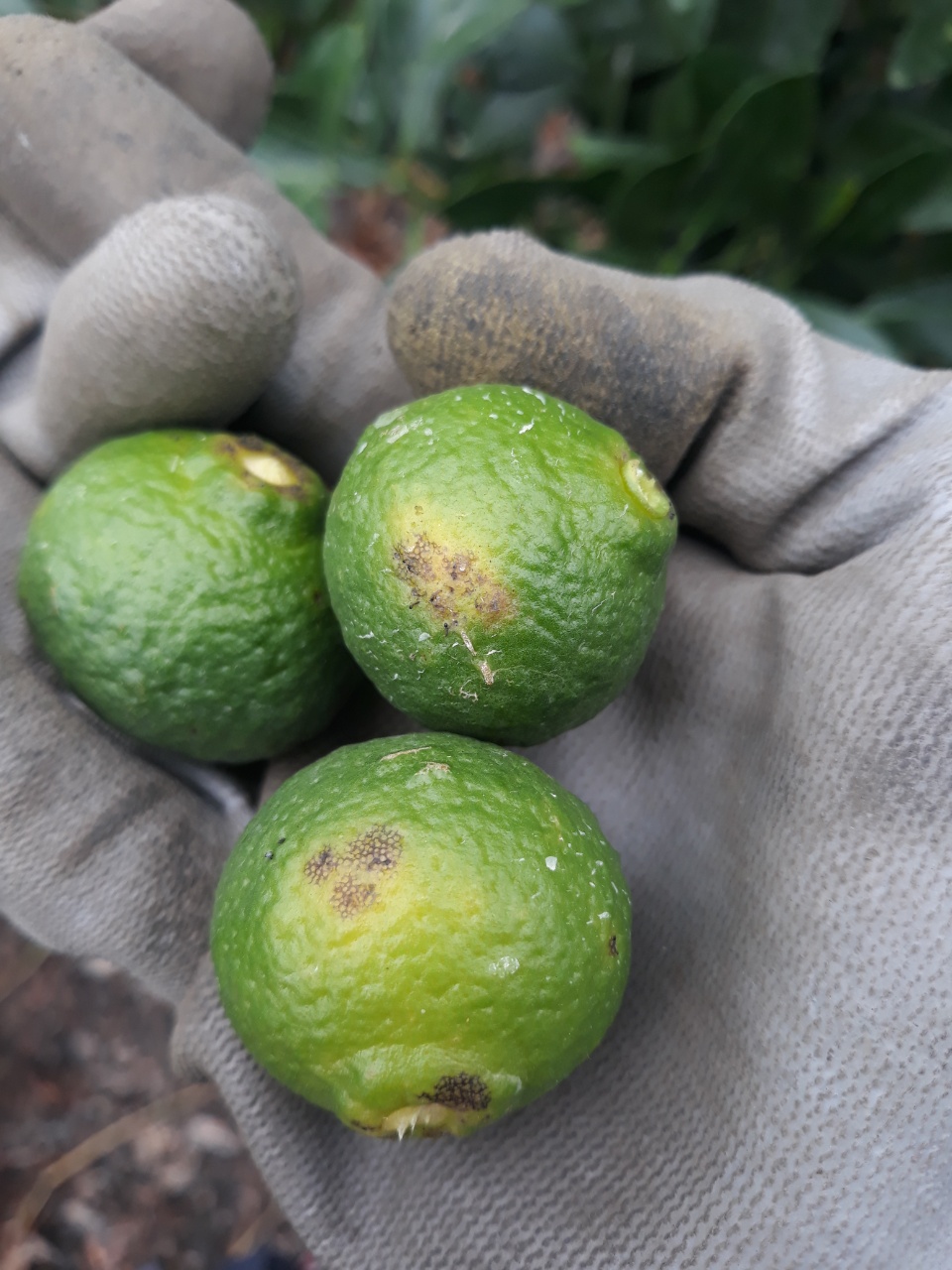 레드향과실 원인과 대책은?