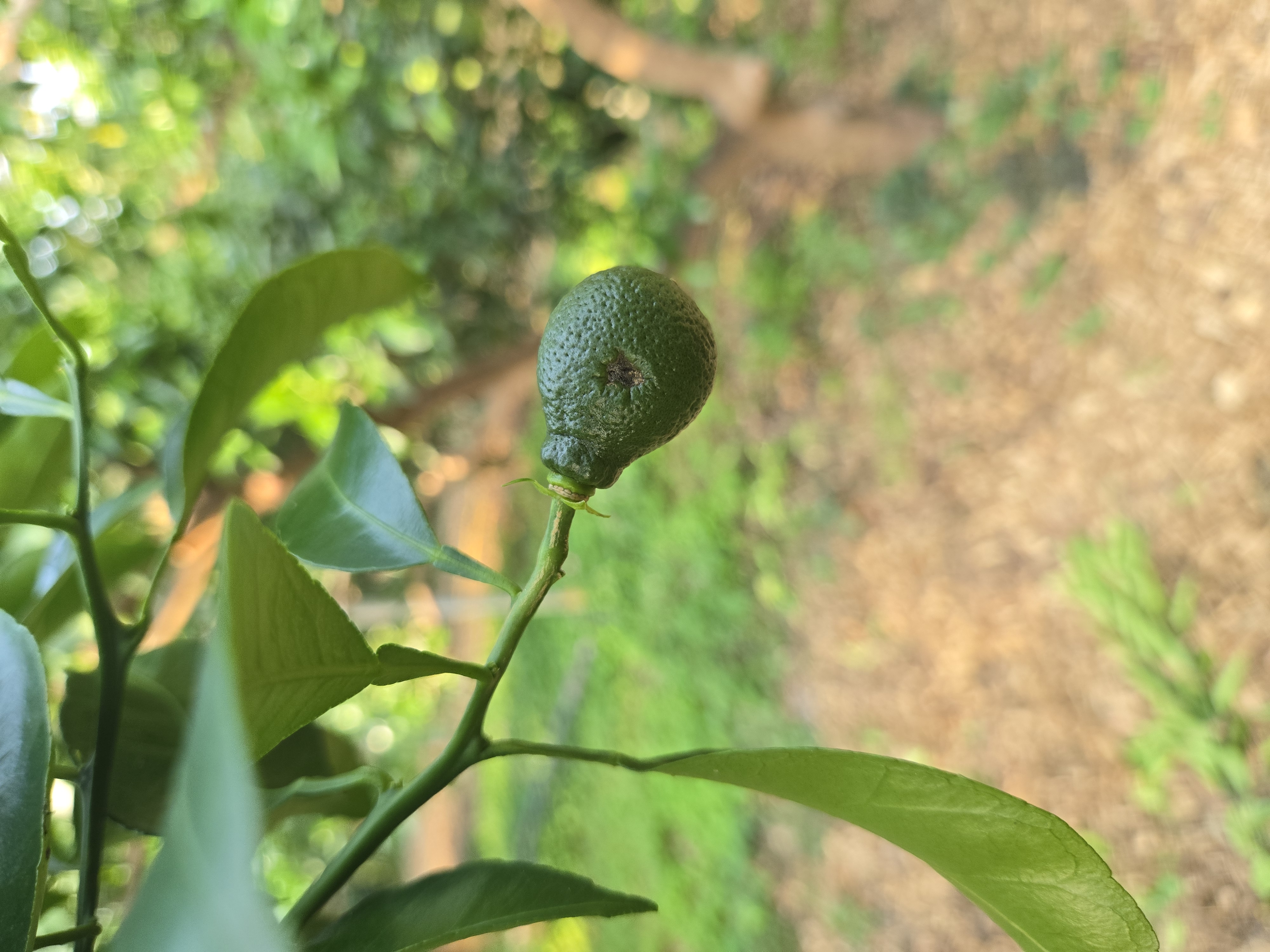 한라봉 열매 문의