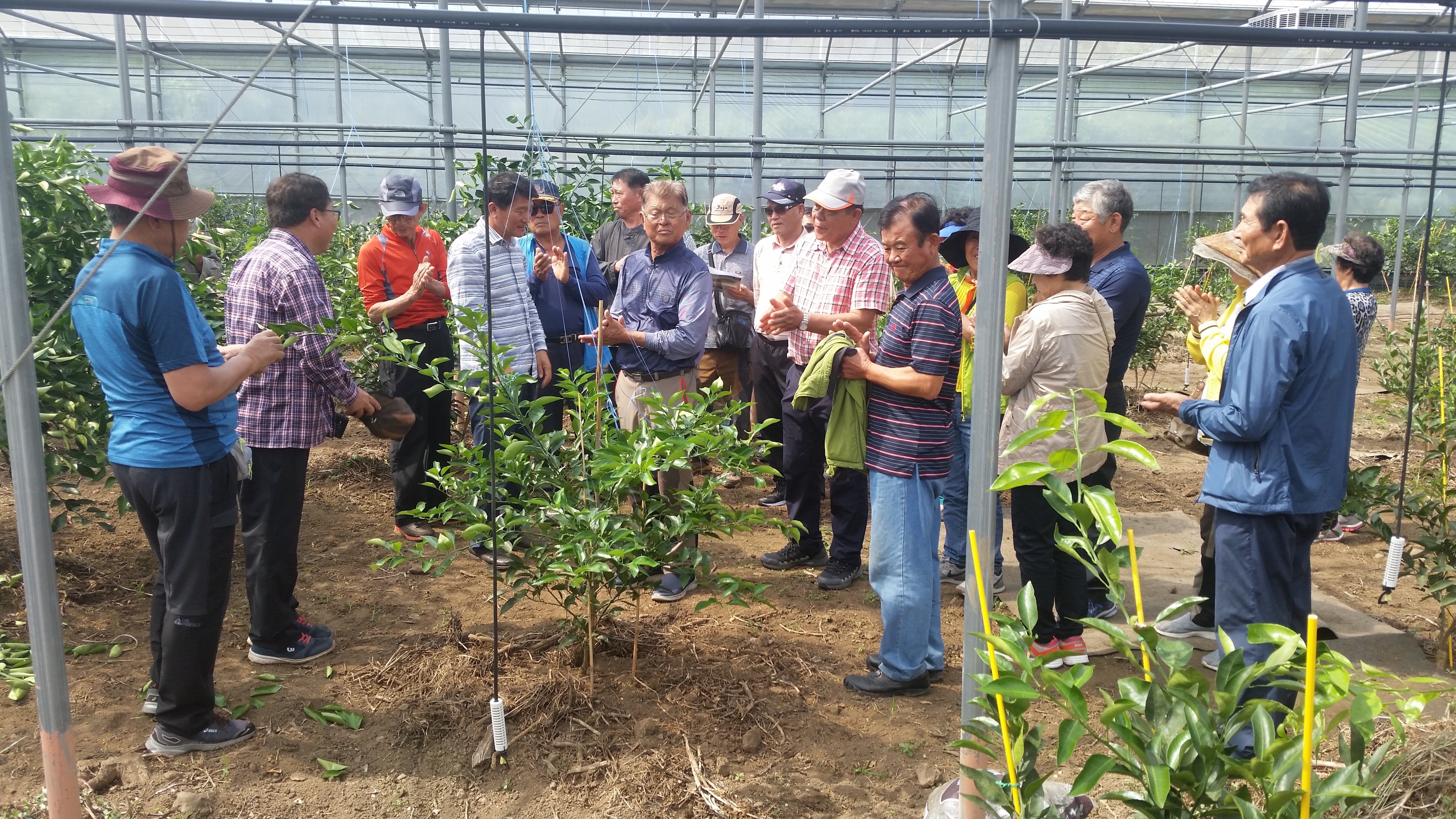 170928-170929 고품질 한라봉 생산 및 발전을 위한 현장교육