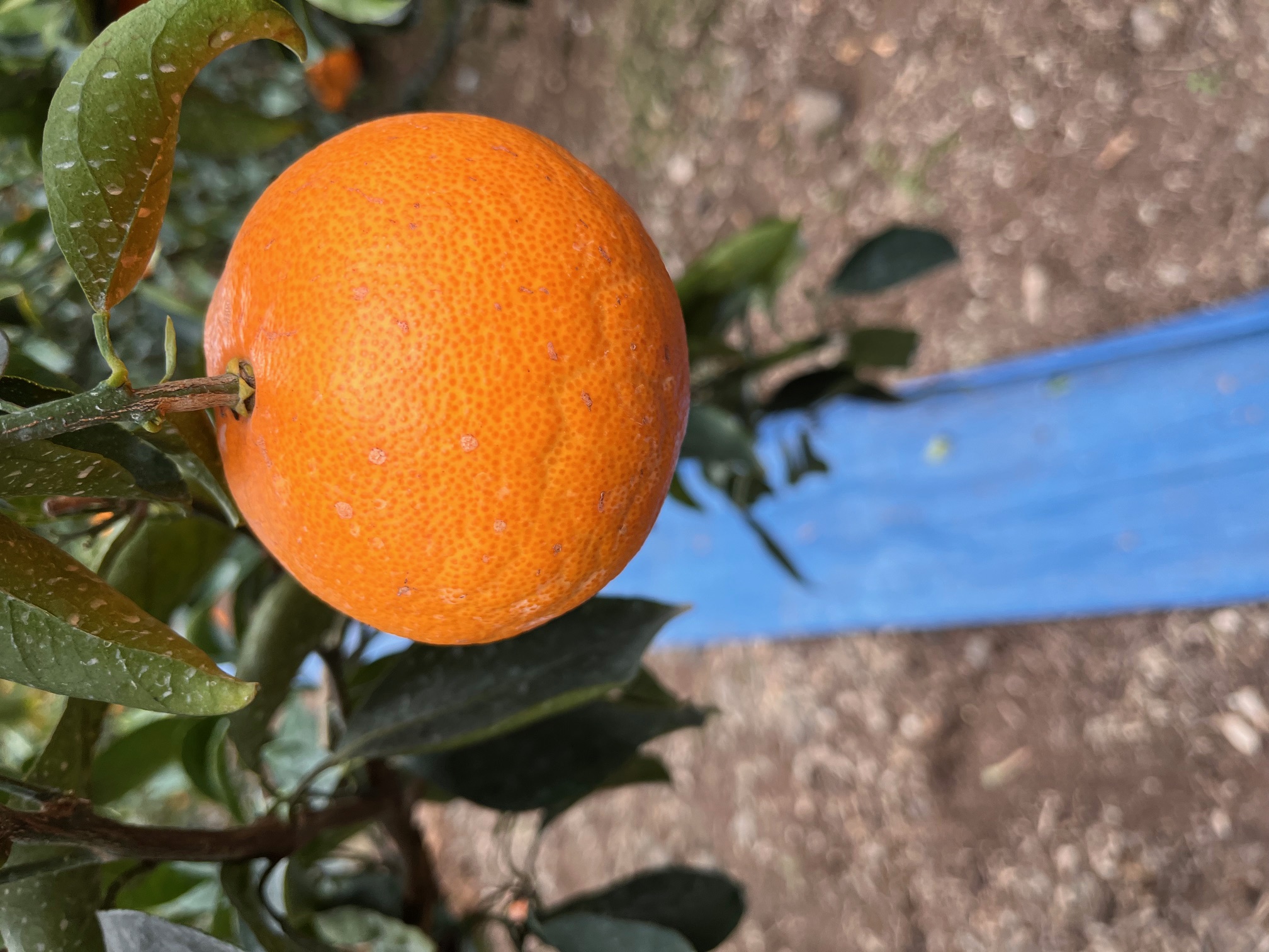 천혜향 열과 발생