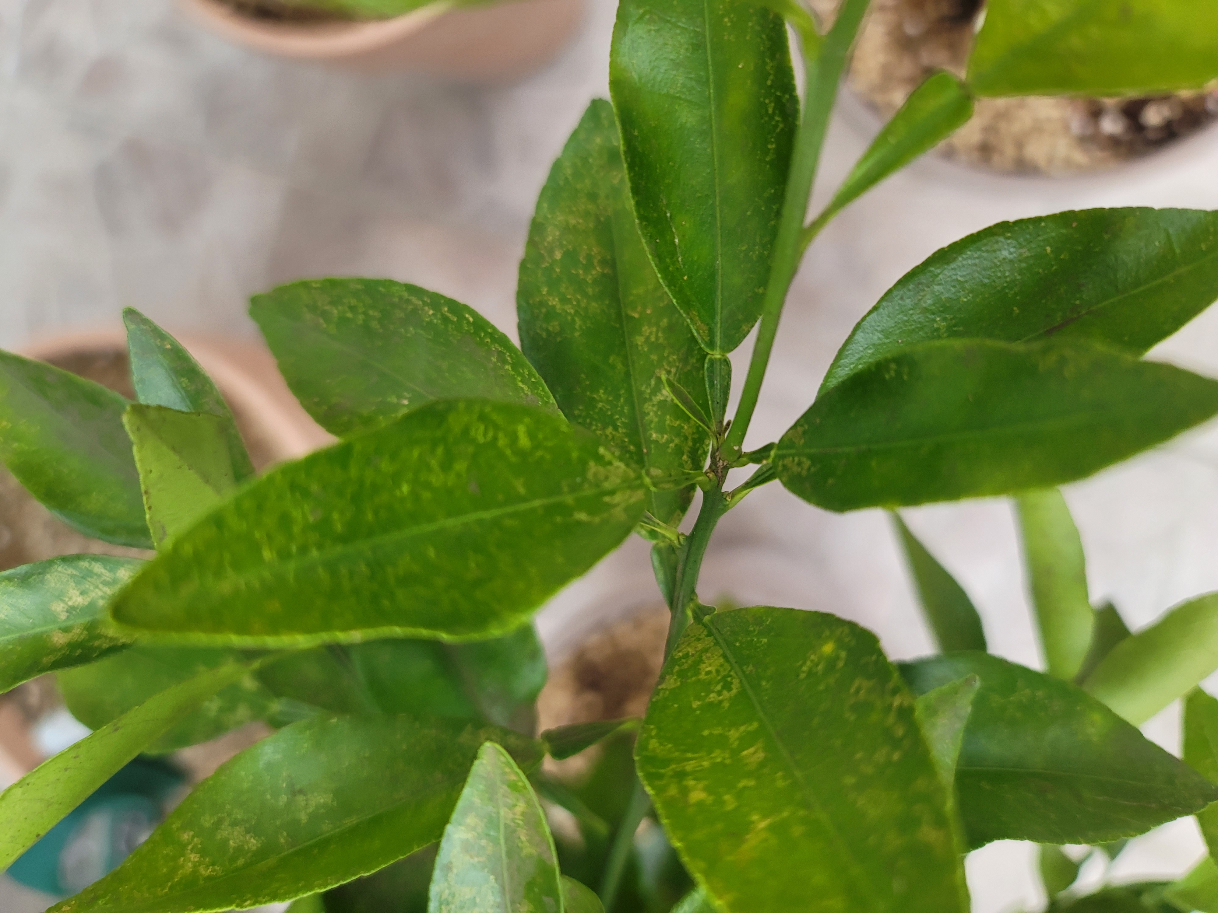 안녕하세요 잎 변색질문드립니다.