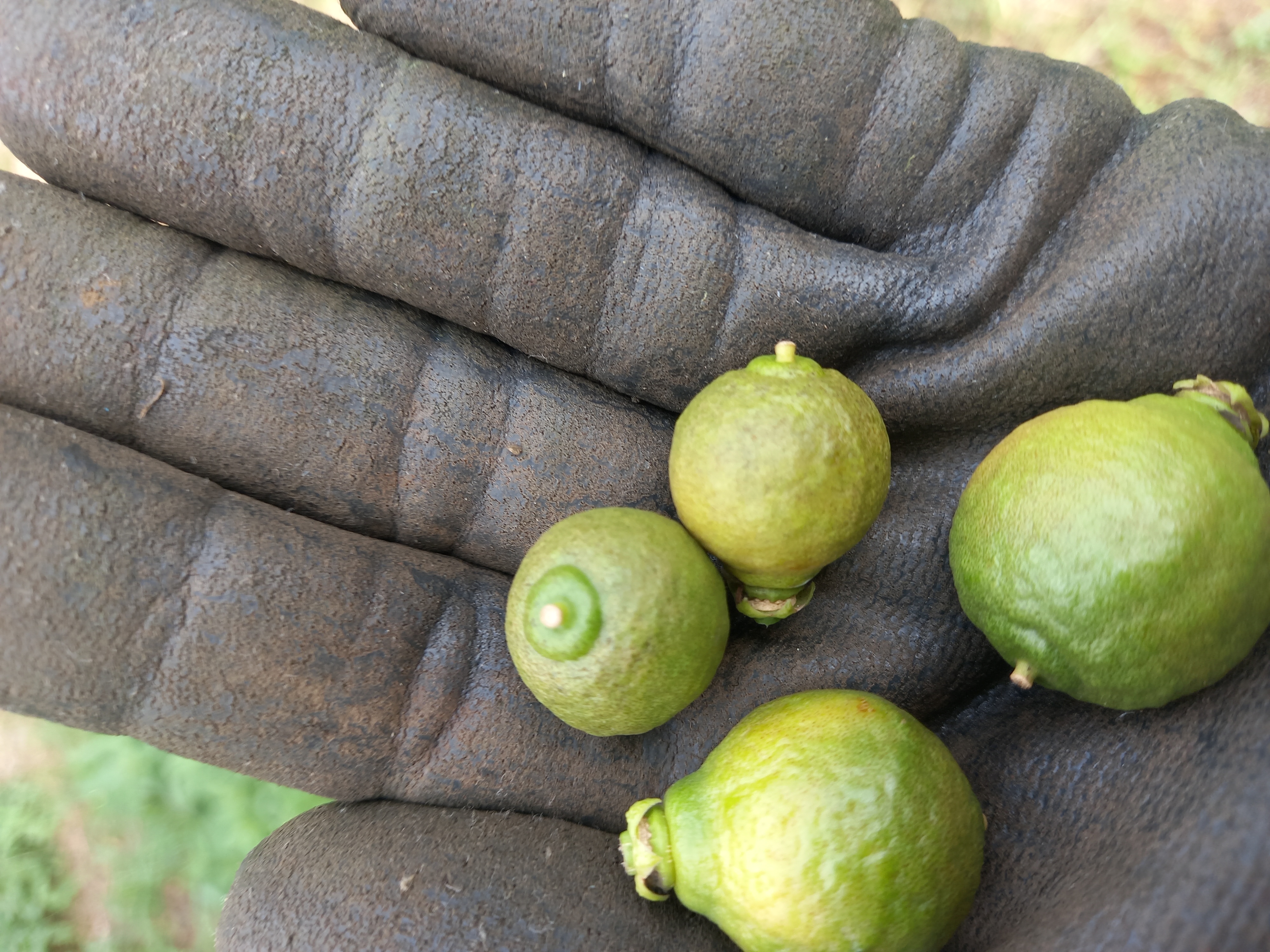 천혜향 열매 상태 문의 드립니다