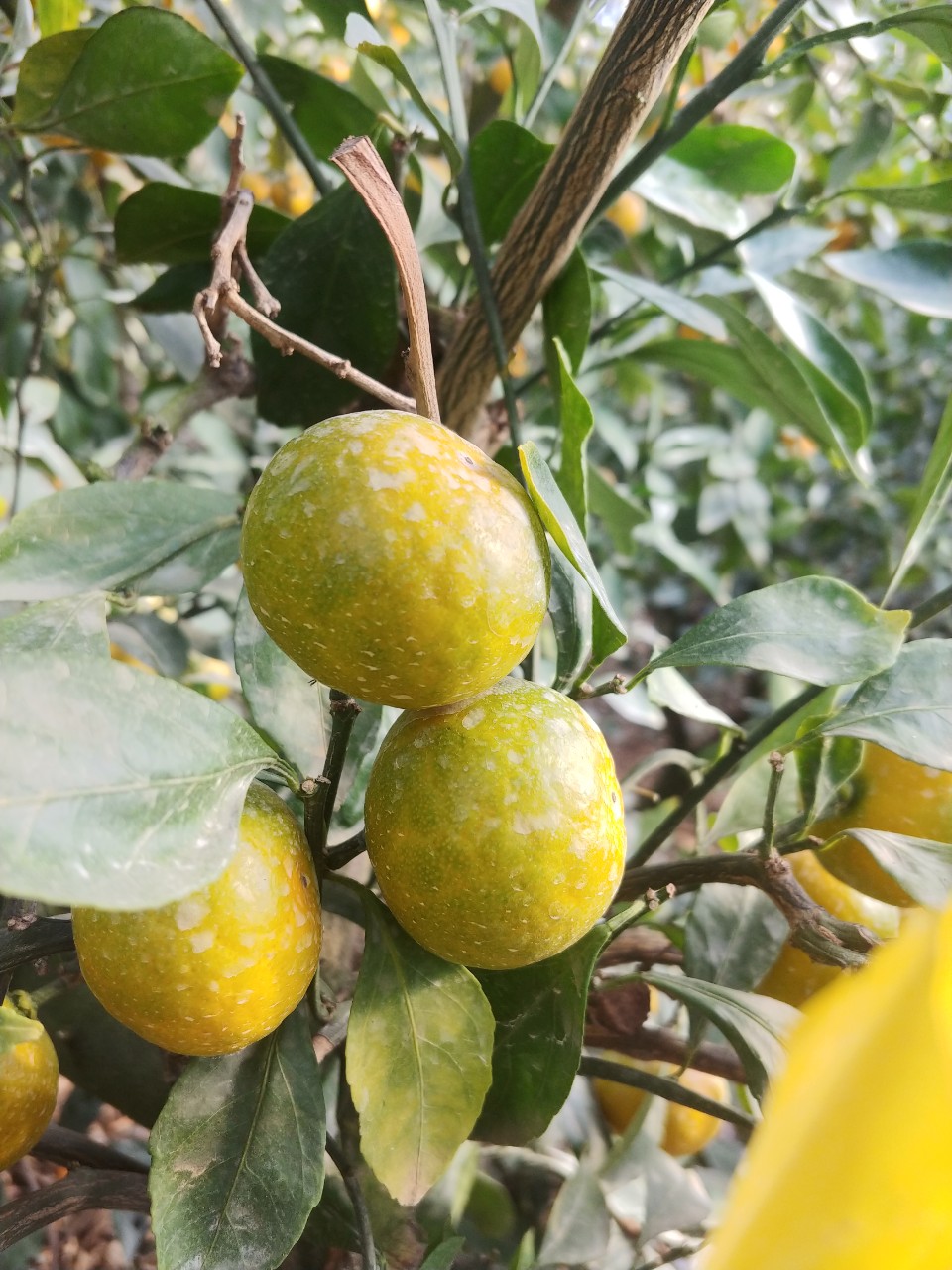 비가림 감귤 상태에 대해 궁금한 점 문의 드립니다,