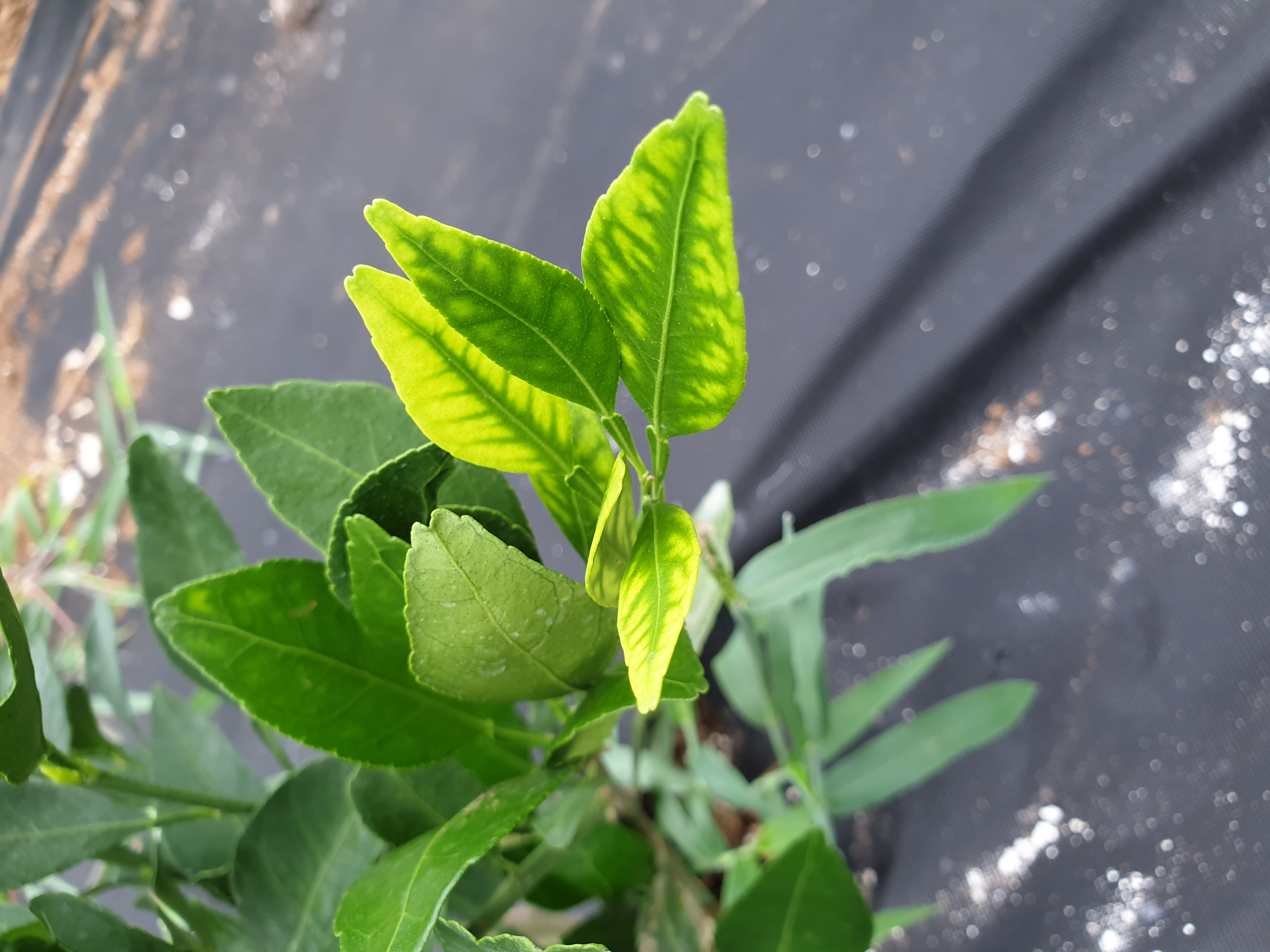 만감류 잎의 이상 징후