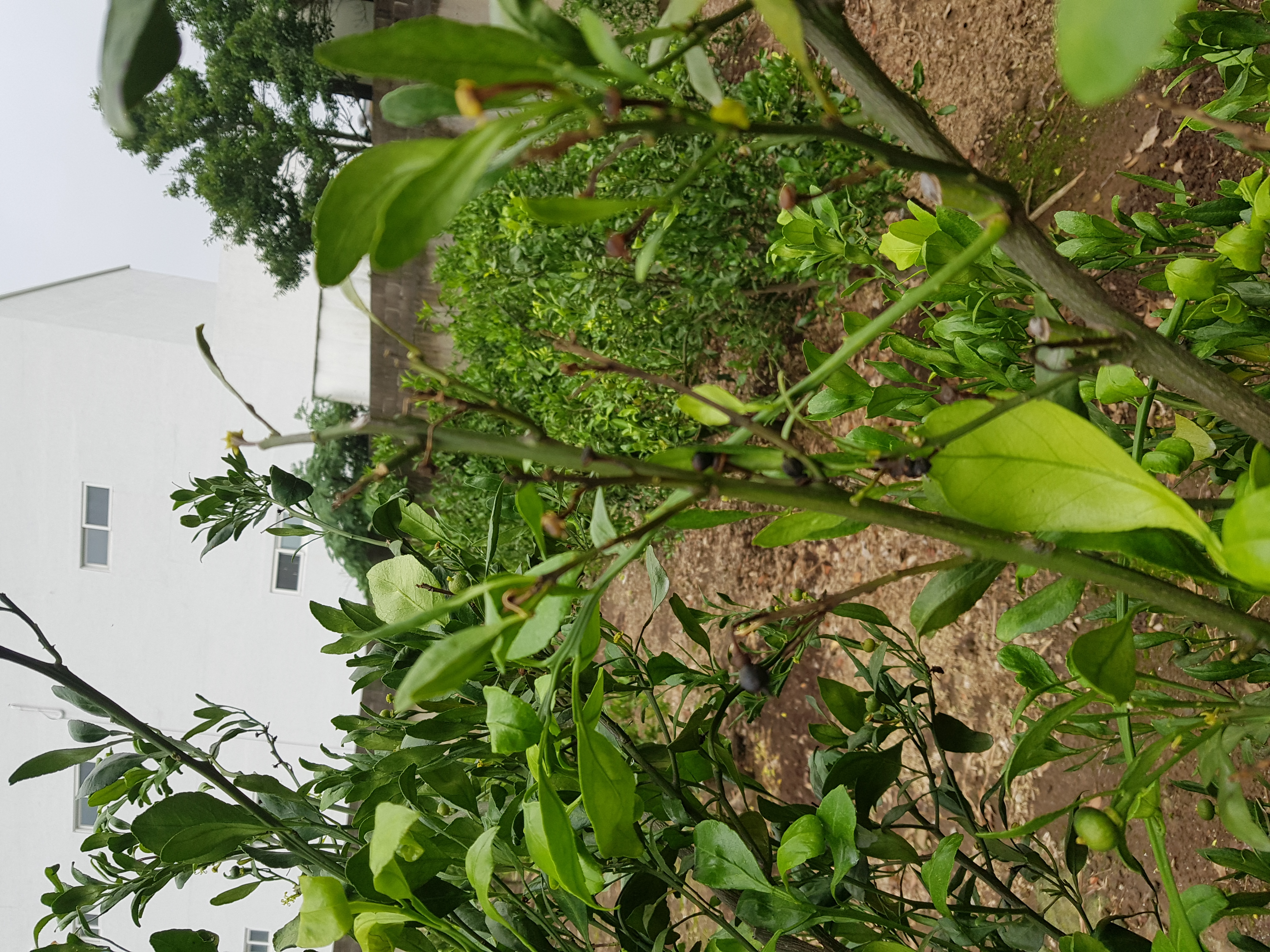 노지레드향 가지 마름