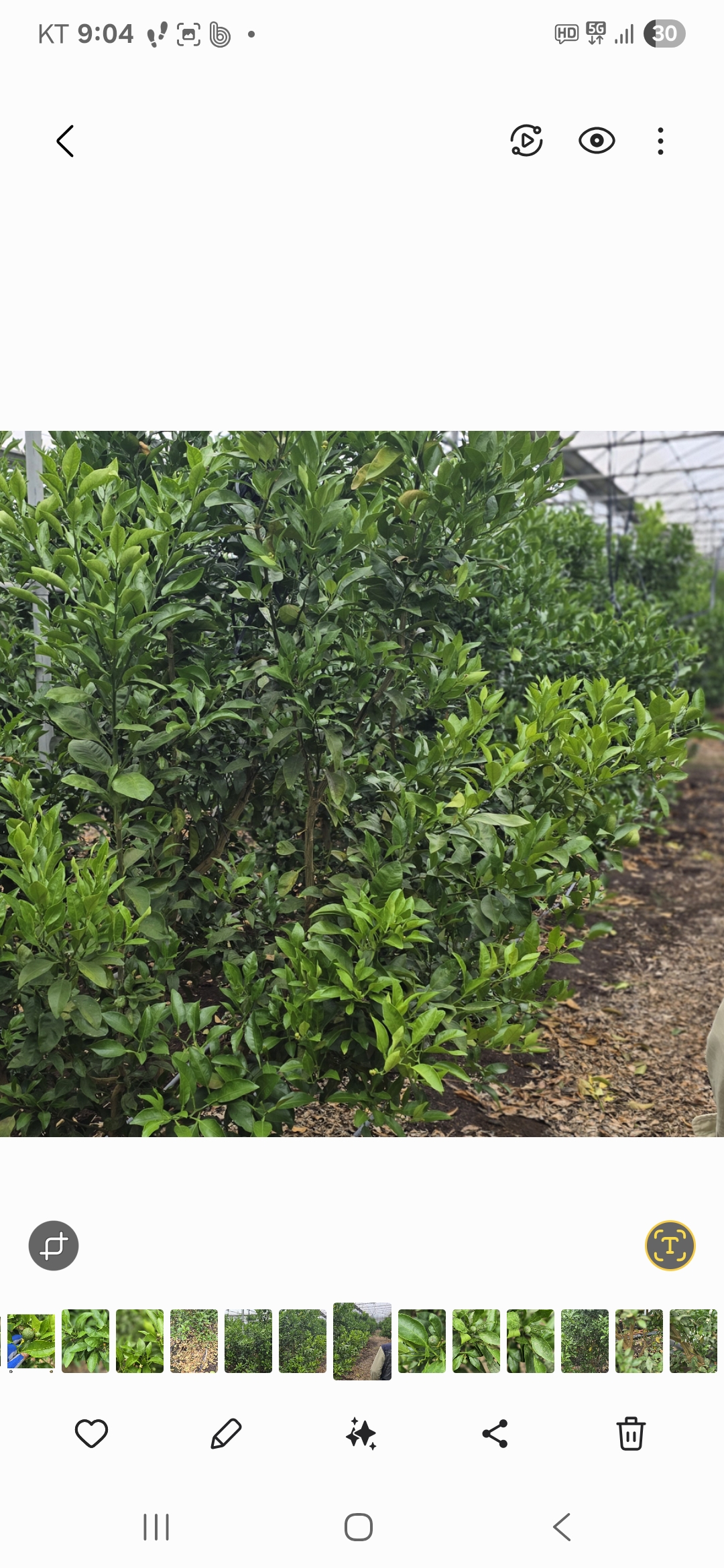 써니트 한라봉 과다낙과 