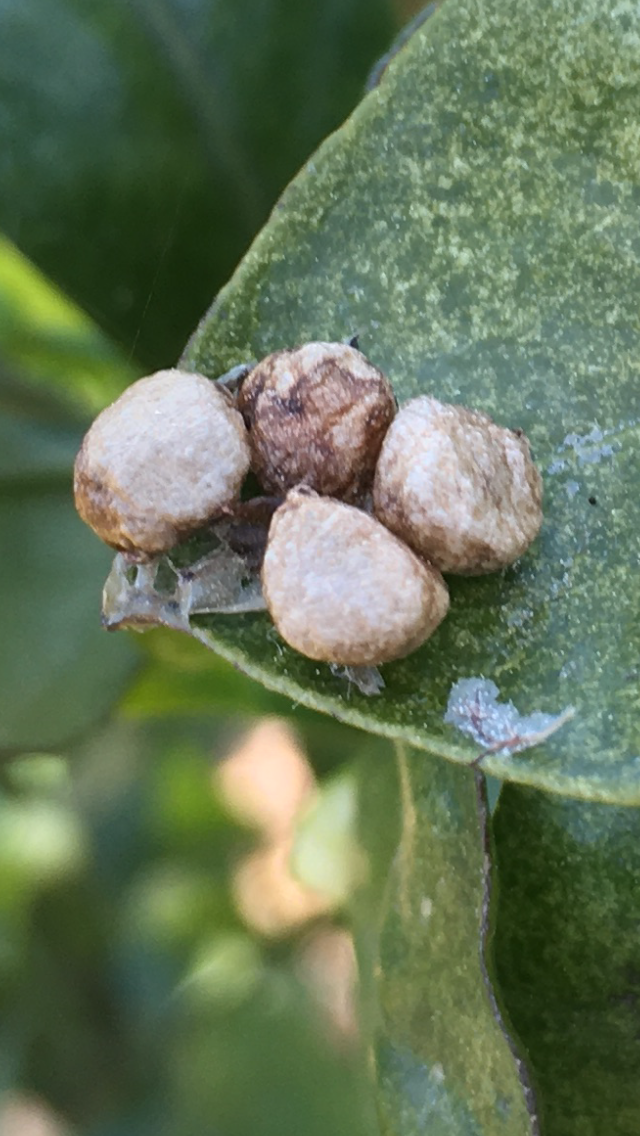 귤잎끝 둥근 것의 정체는?