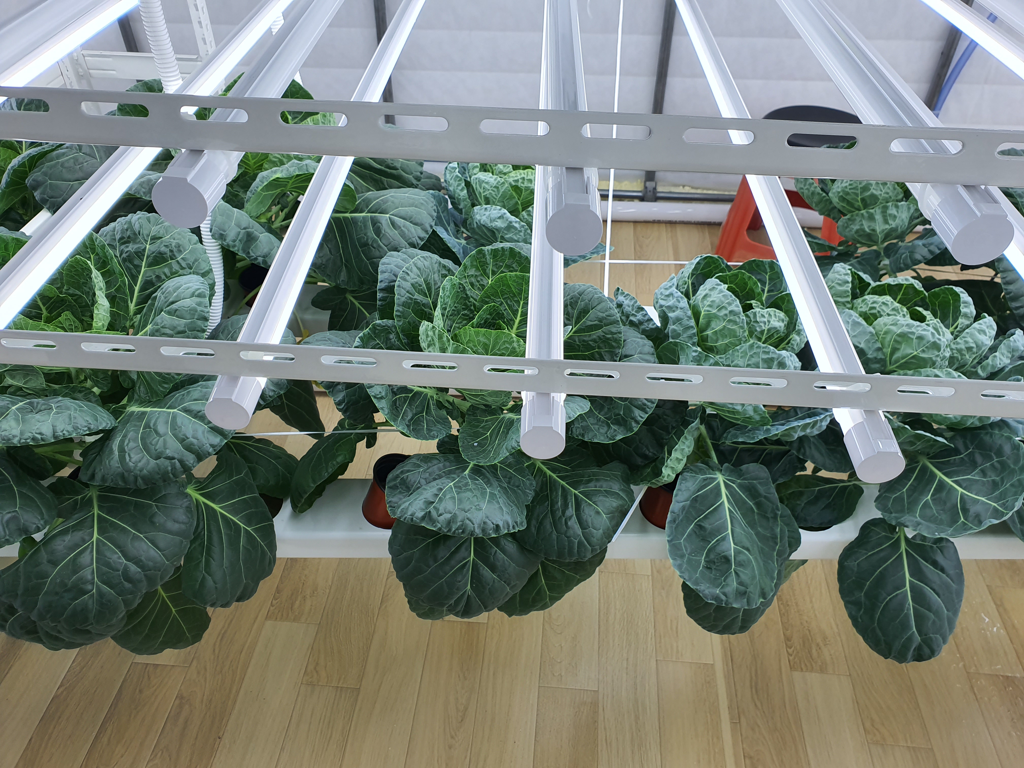 수경재배 방울다다기양배추 재배관련