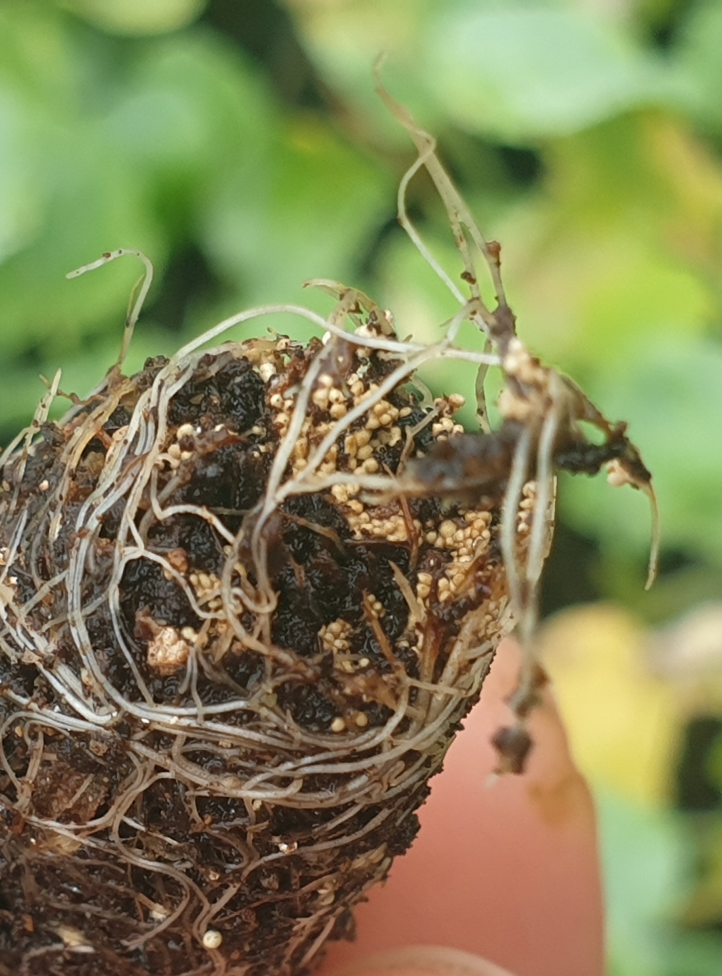 묘종 해충? 병? 알?