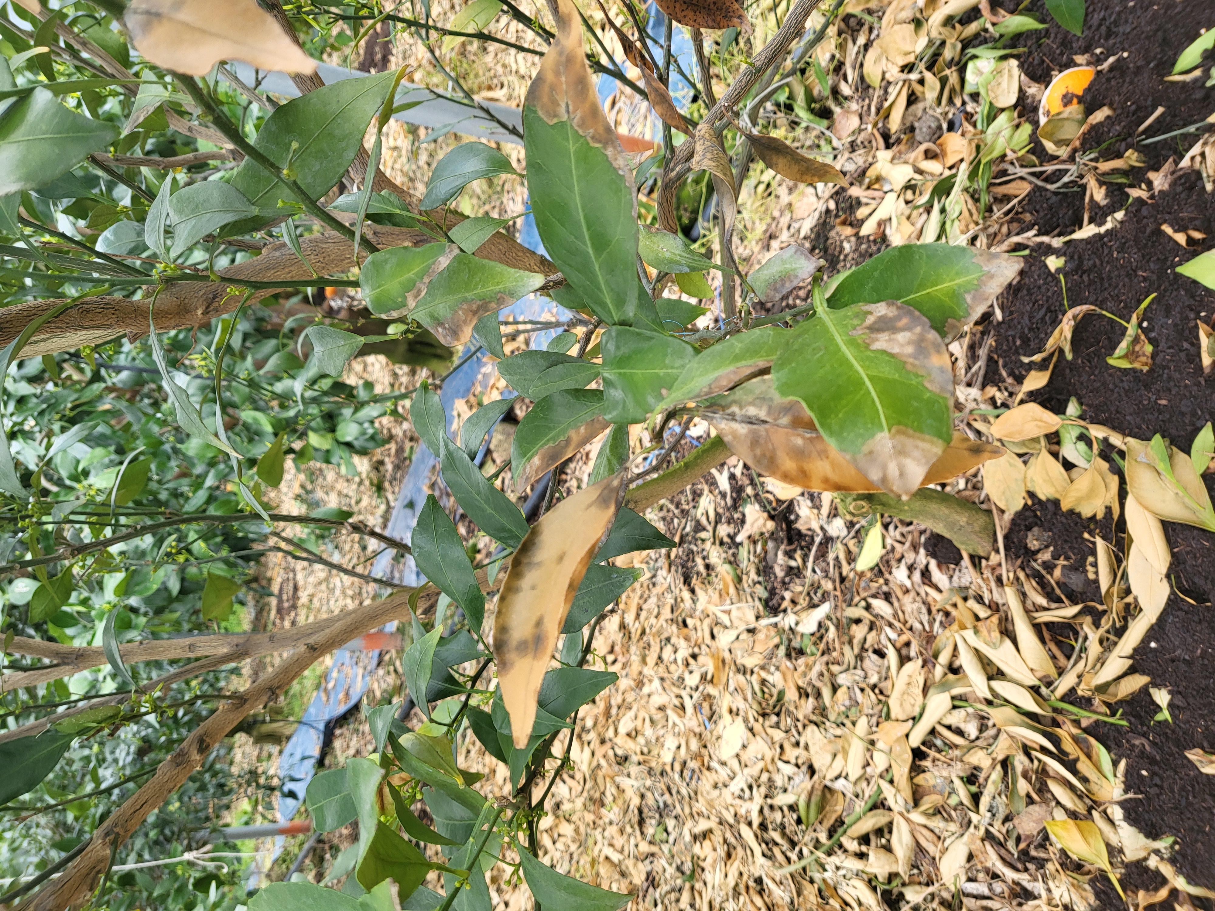 레드향 천혜향 나무 갈색잎사귀