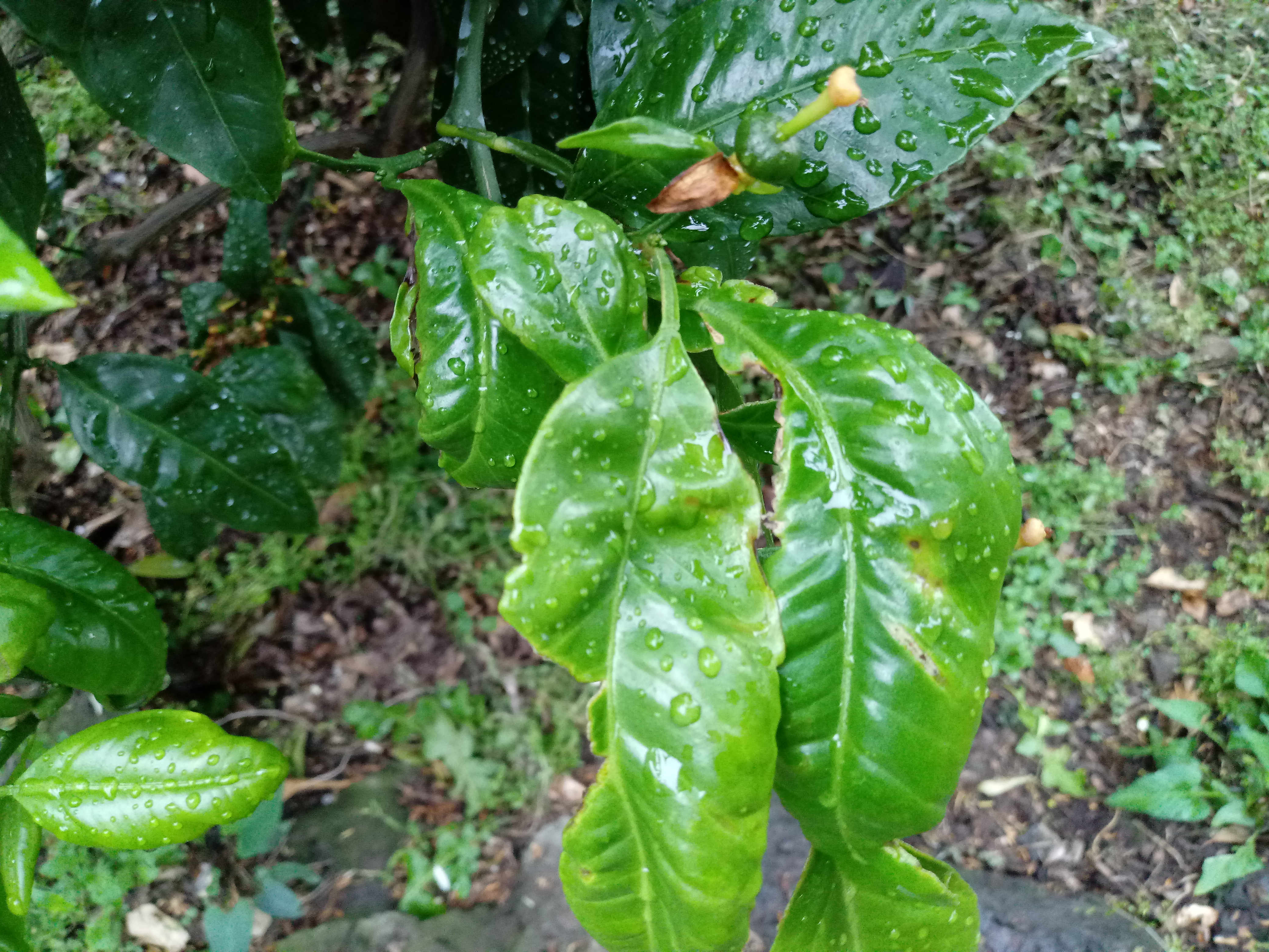 어떤 병해충인가요?