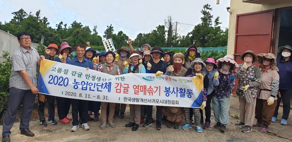 대정읍 농업인단체 감귤 열매솎기 봉사활동(8월11일)