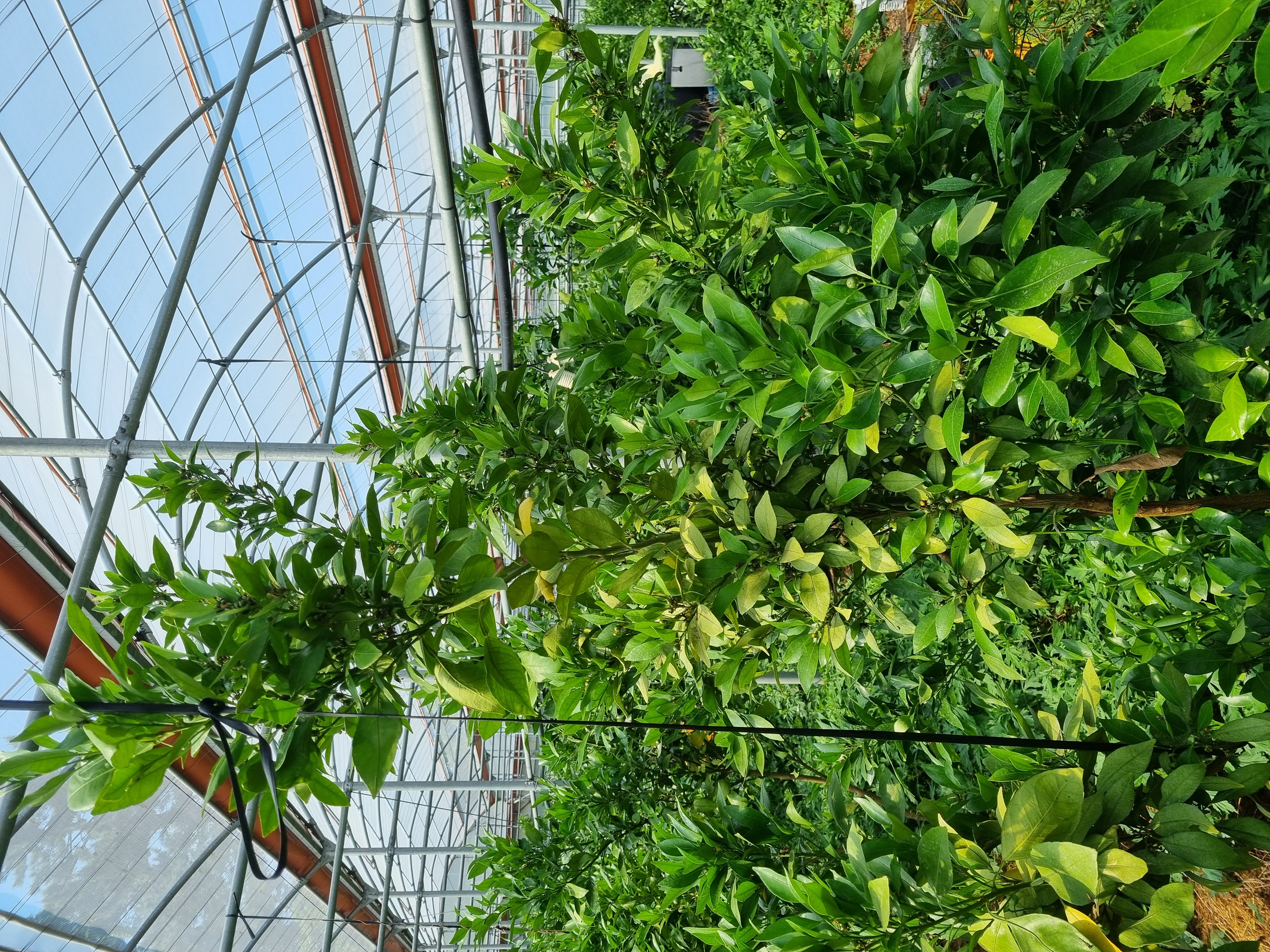 레드향 열매 솎기