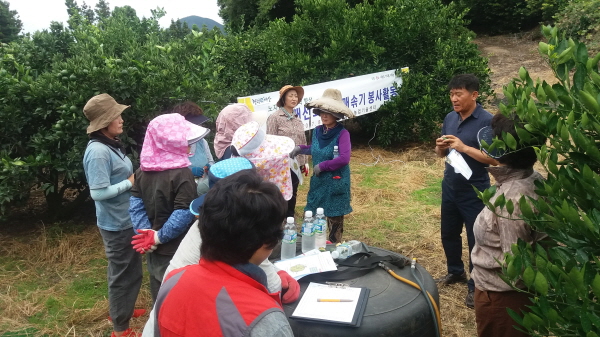 170830 생활개선 안덕면회 열매솎기 봉사활동