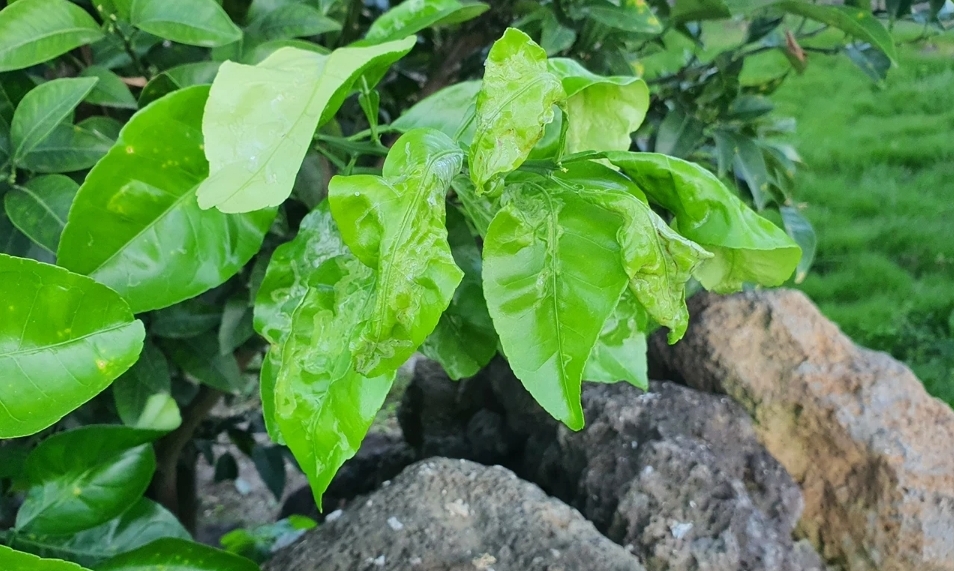 하귤 나무 병해충 방재