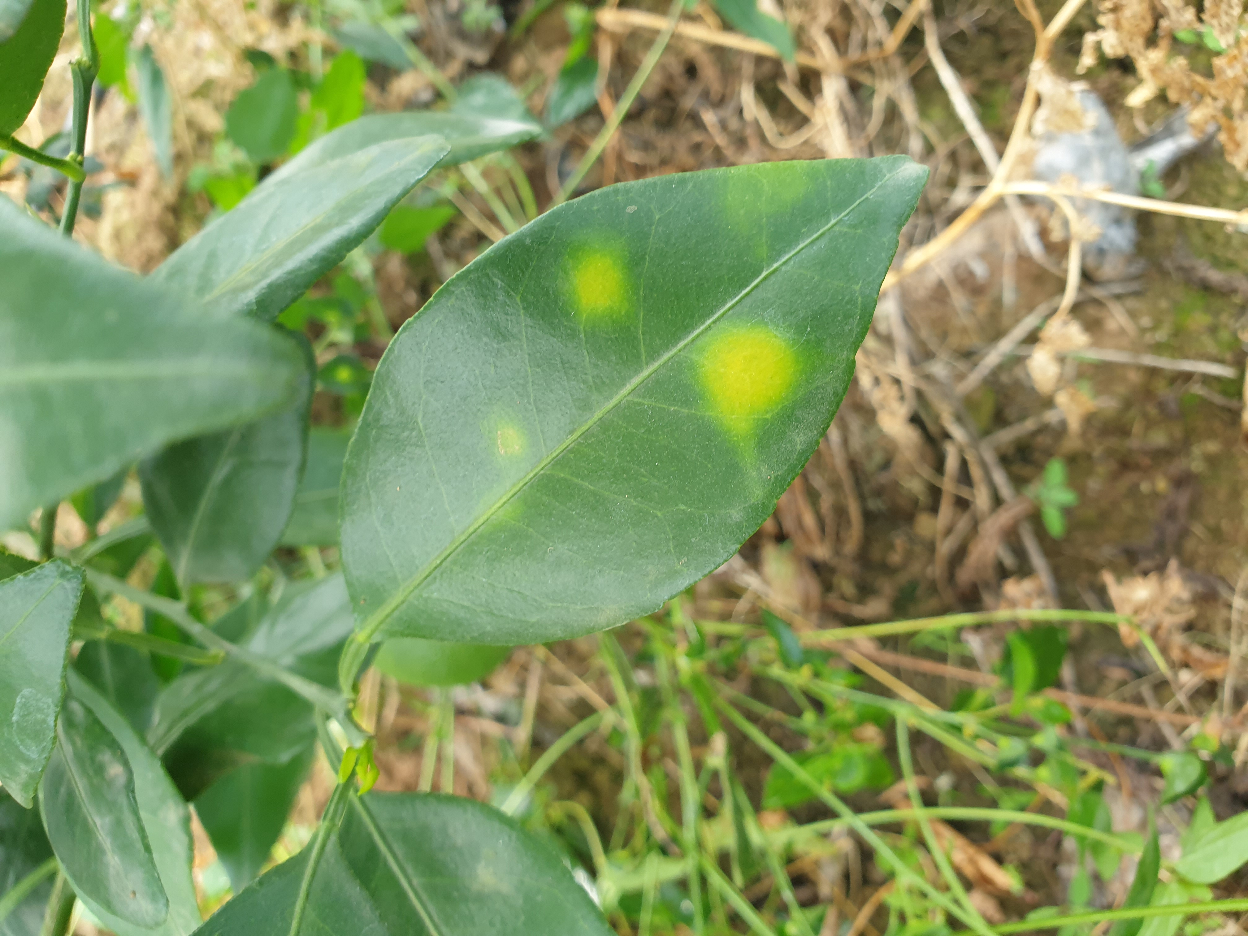 만감류 열매 이상