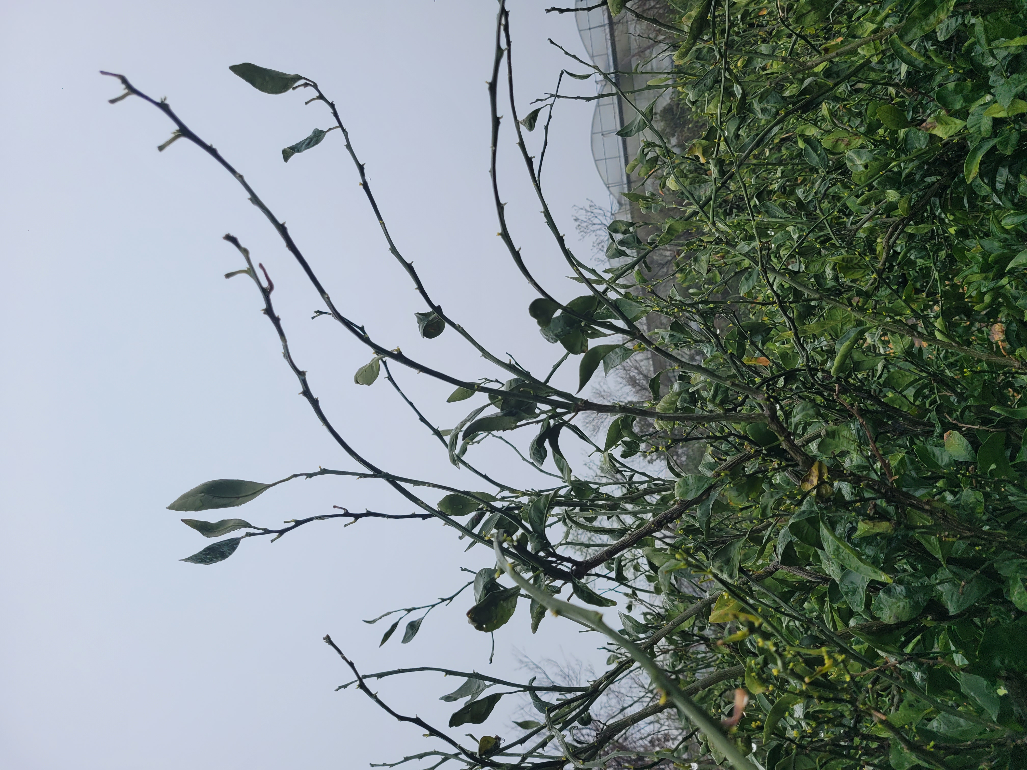 감귤 나무 관련 질문입니다