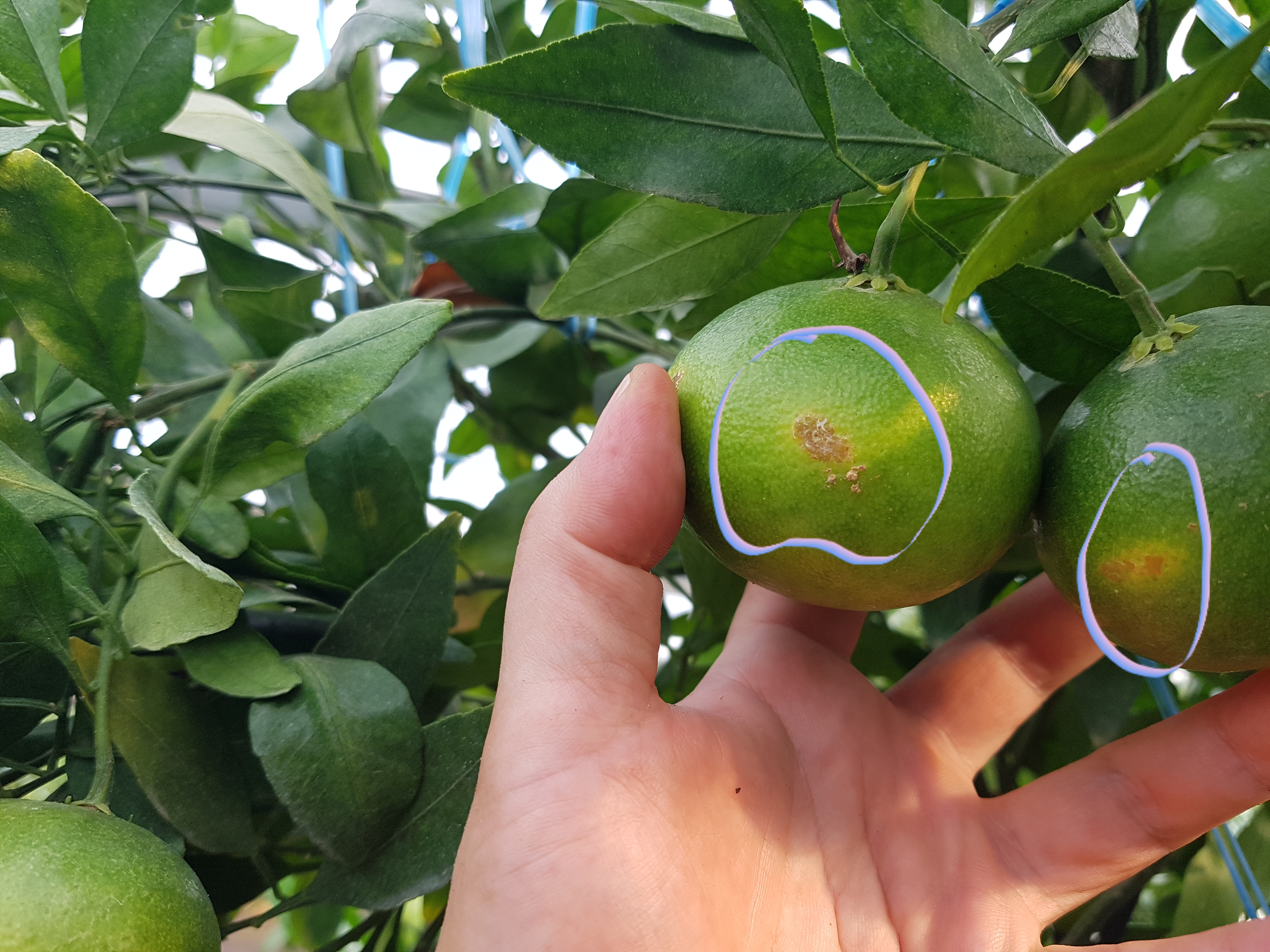 레드향 병해충 ???