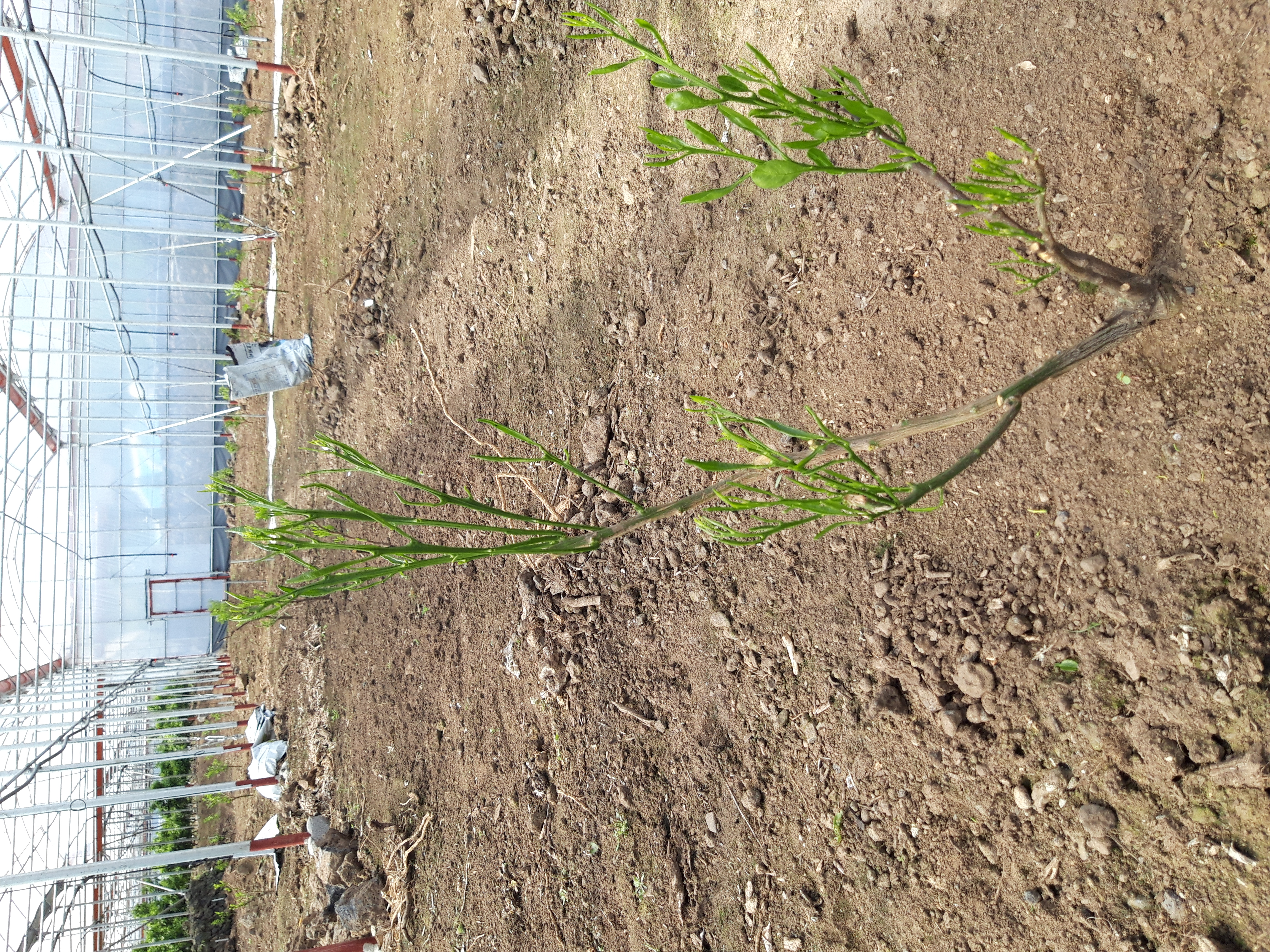 천혜향 묘목 바이러스 의심