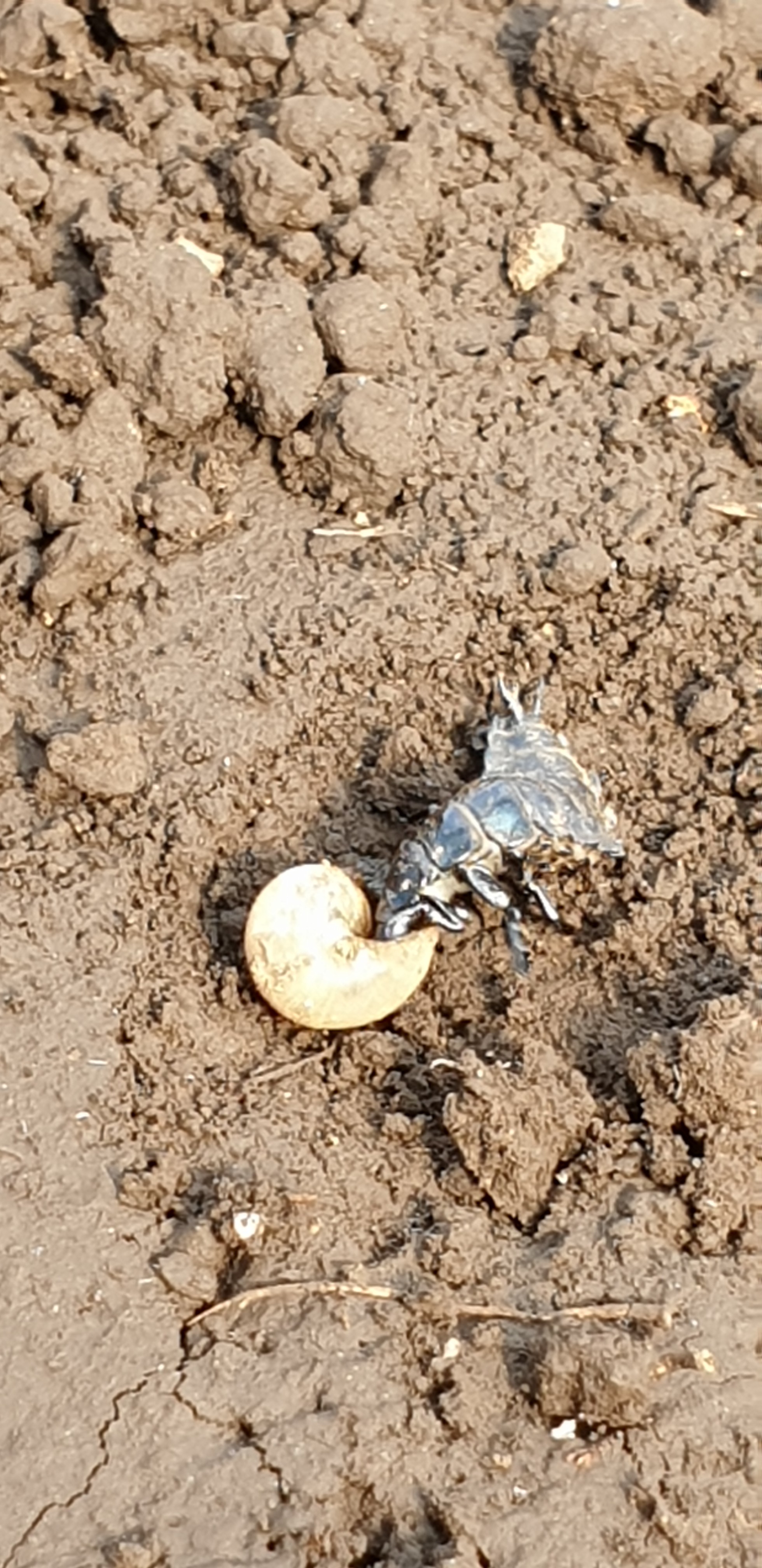 하우스(농장)내 유익한 곤충