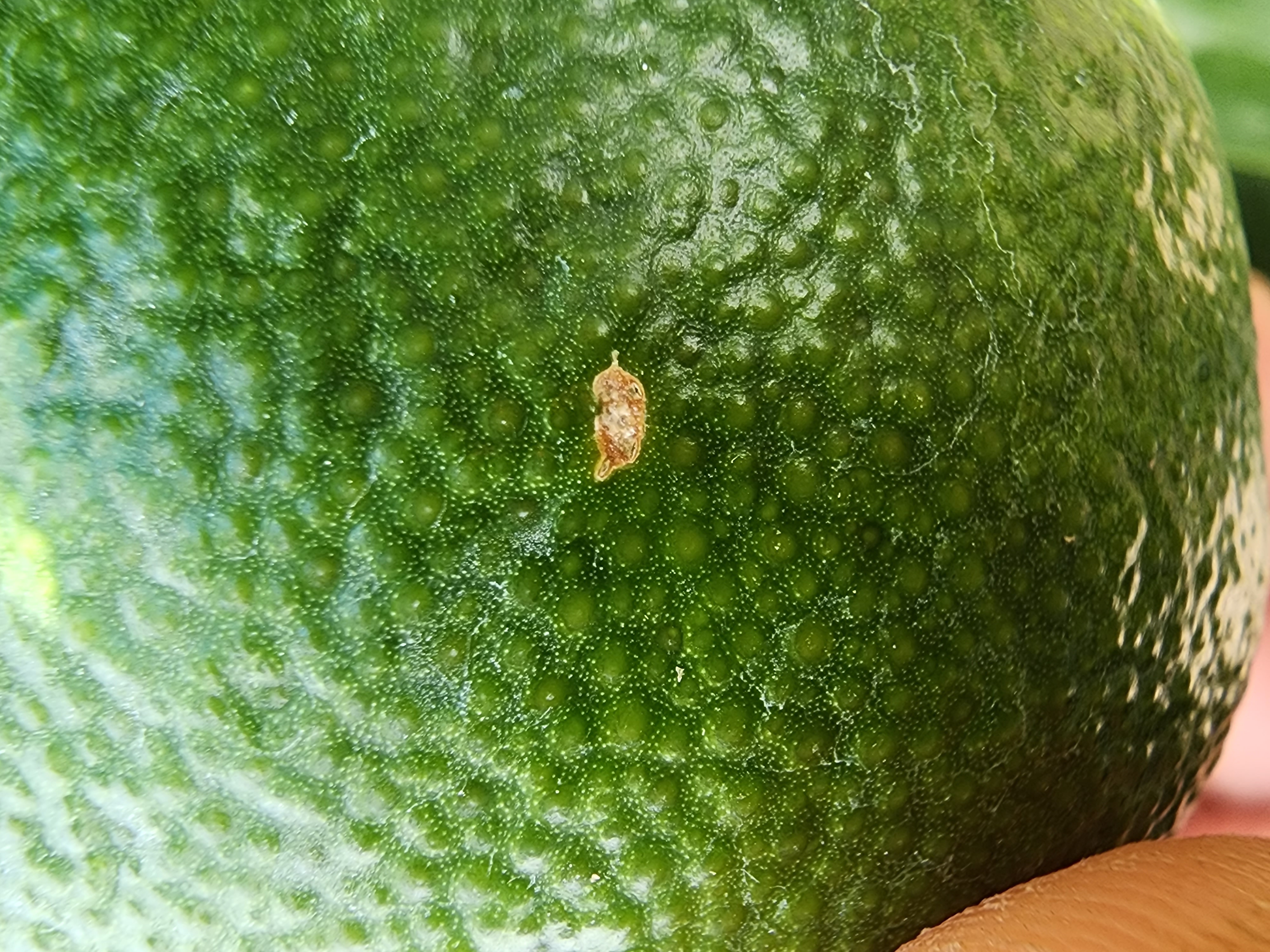 병해충 문의드립니다