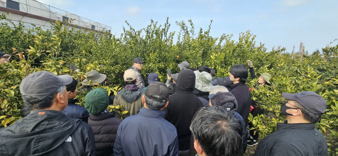 2026년 감귤류 정지. 전정 기술교육 추진 - 12회차