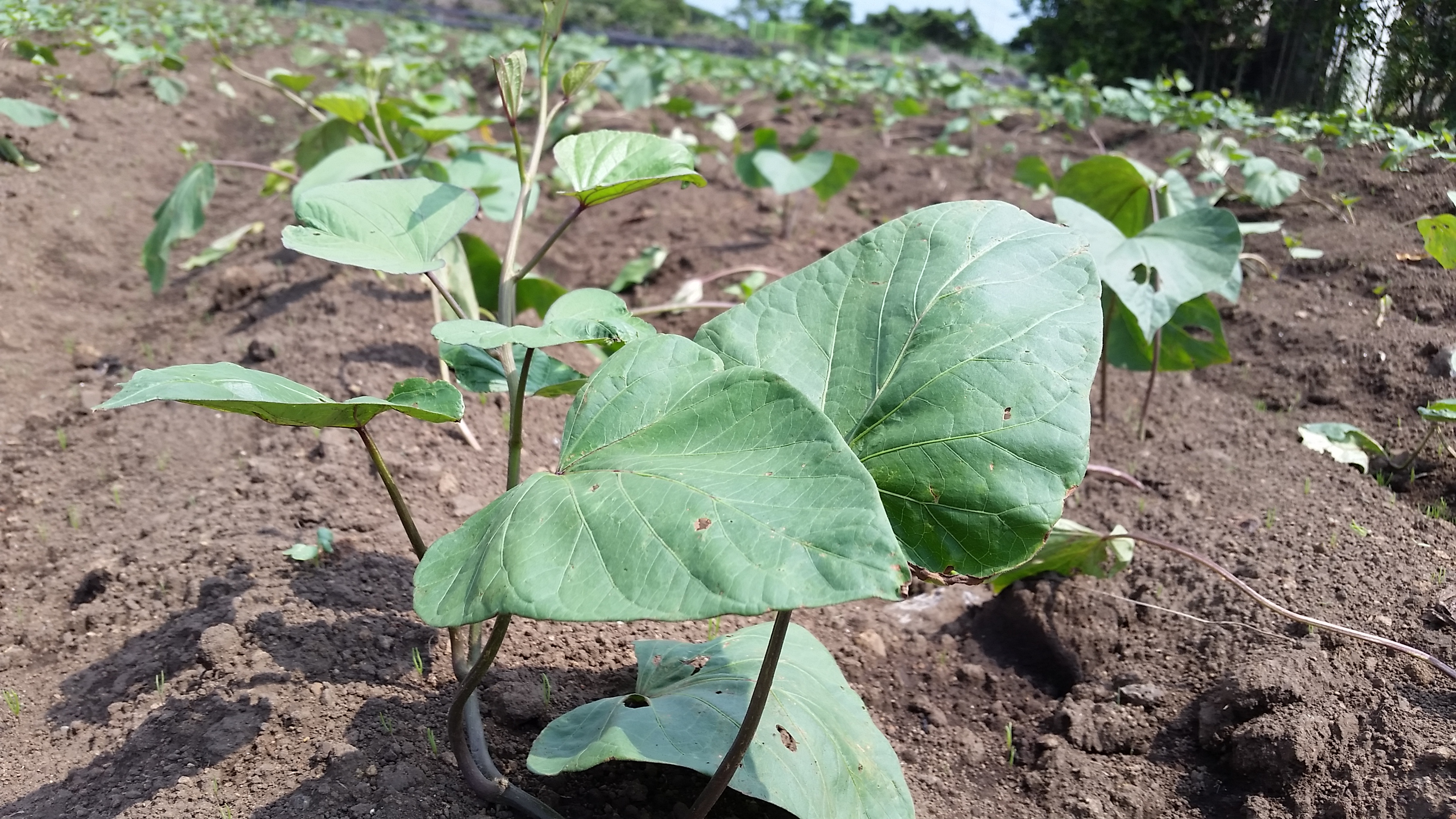 고구마 순은 더욱 단단해지고 있습니다.