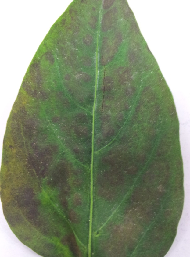 고추잎이 어떠한 병에 걸린걸까요?