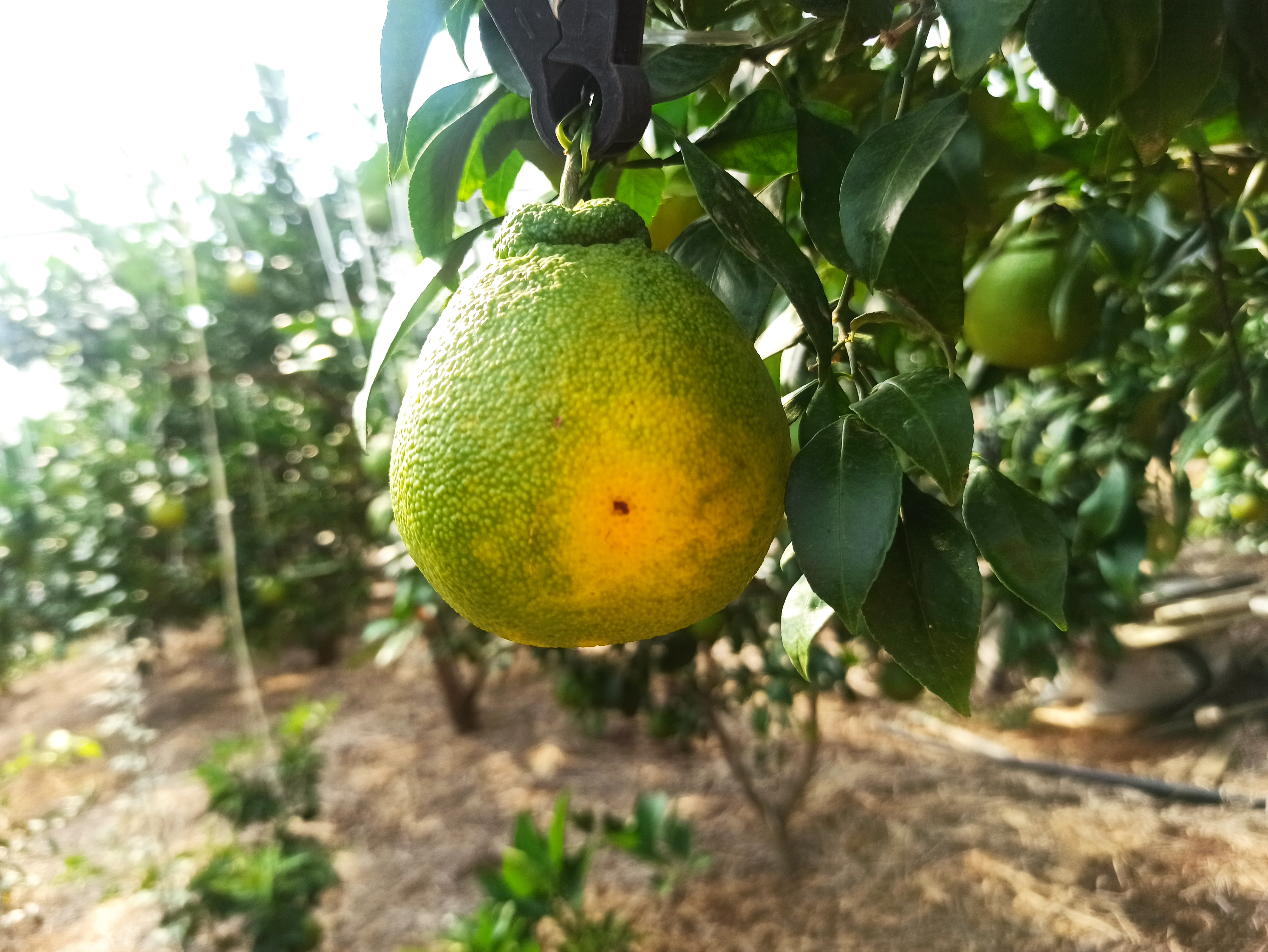 한라봉 상태가 이상합니다 도움주세요