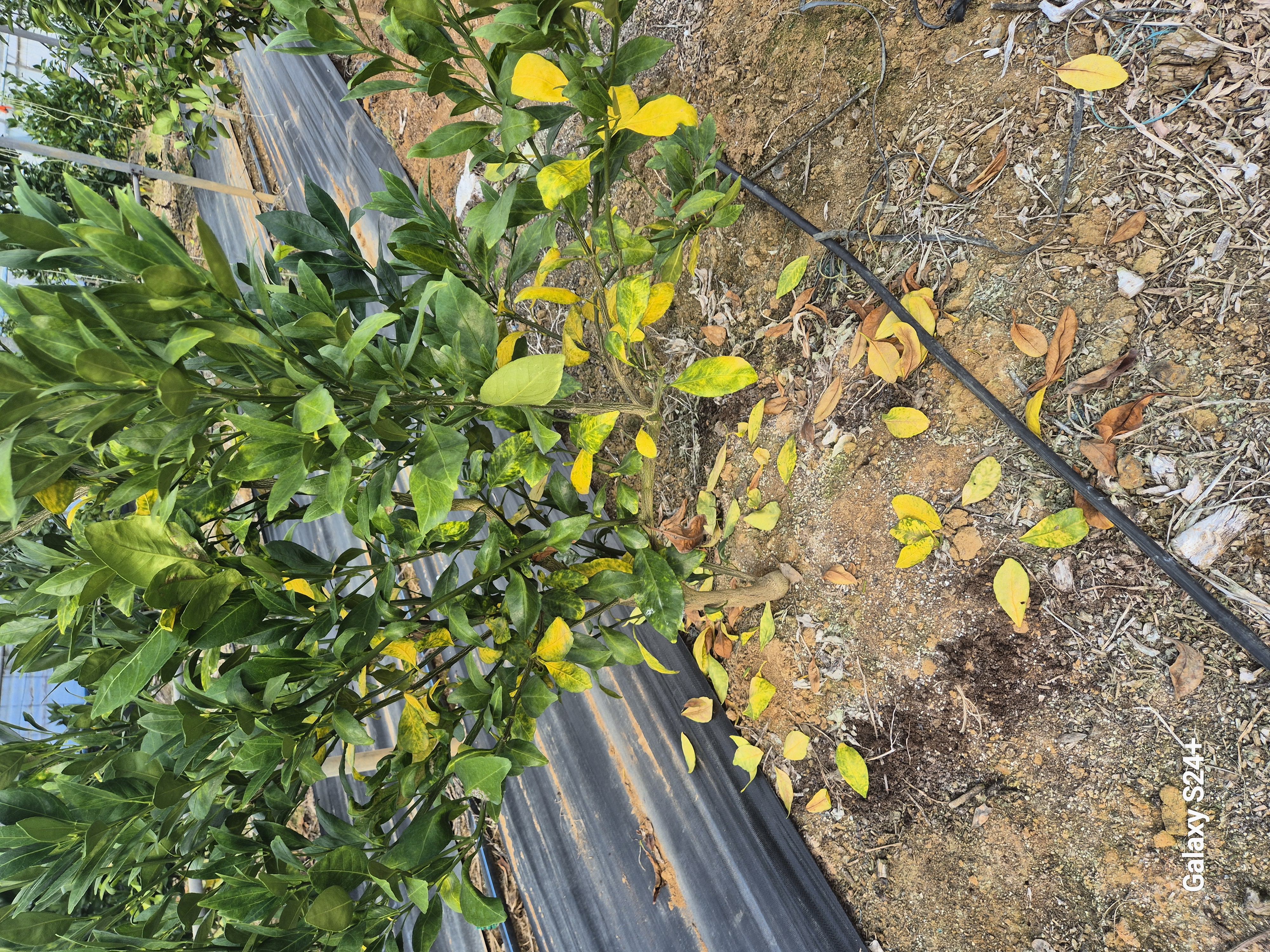 잎이 노랗게 되요