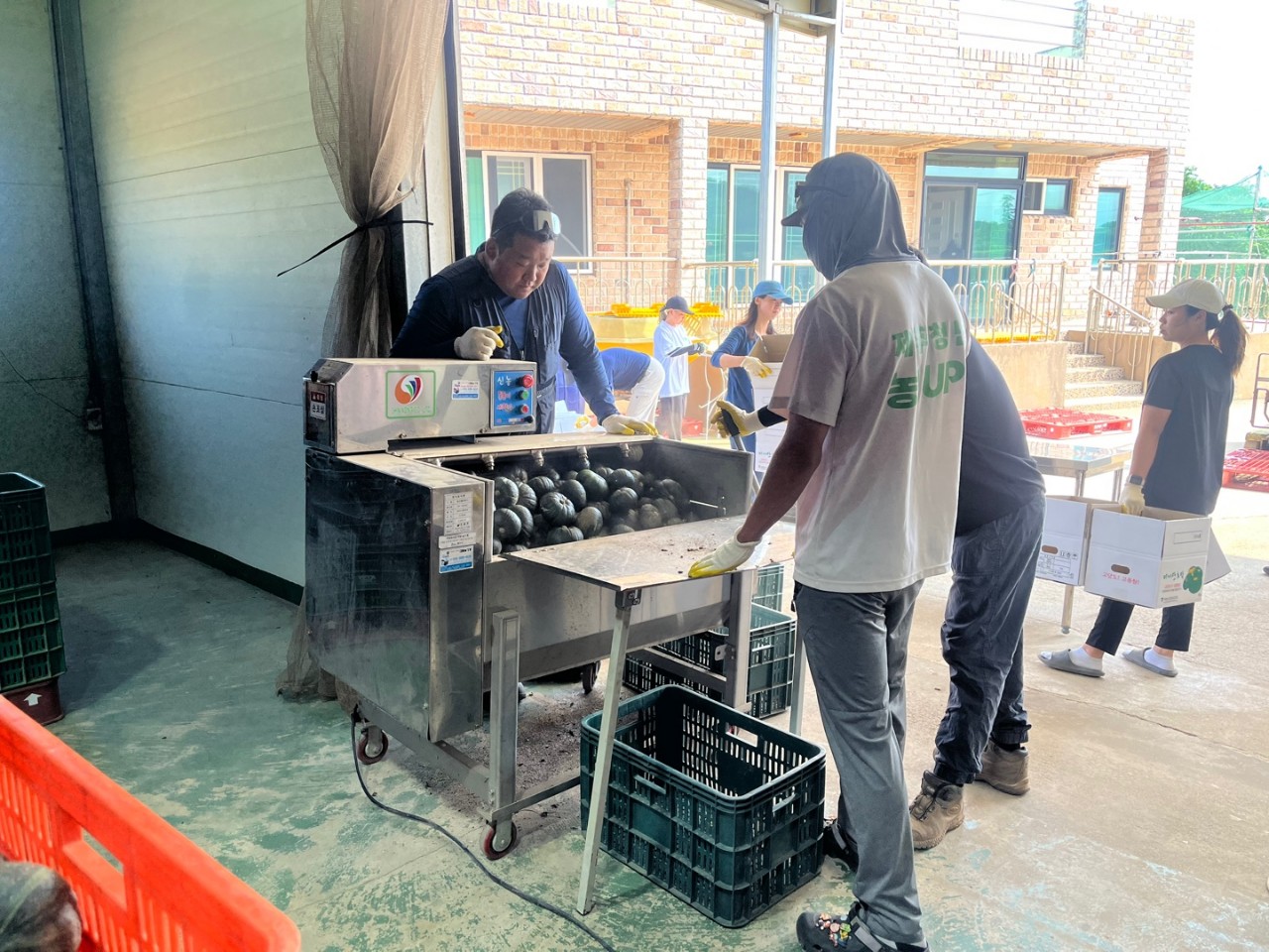 제주시 4-H연합회 미니단호박 기부행사