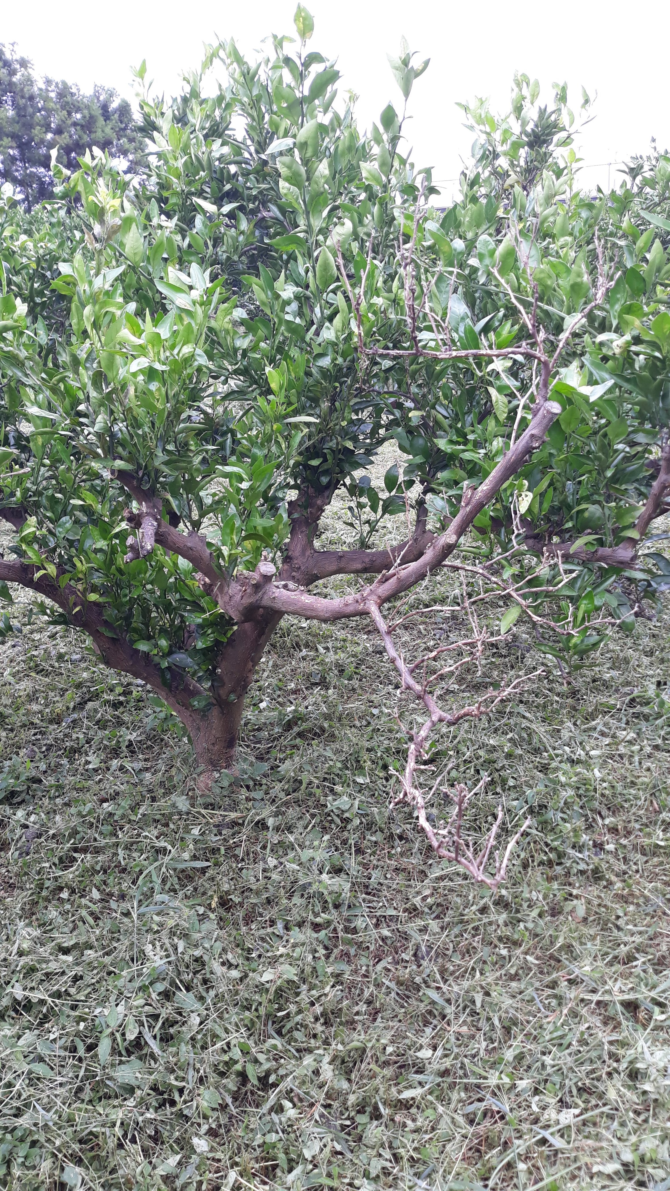 귤나무가 자꾸 죽어갑니다.