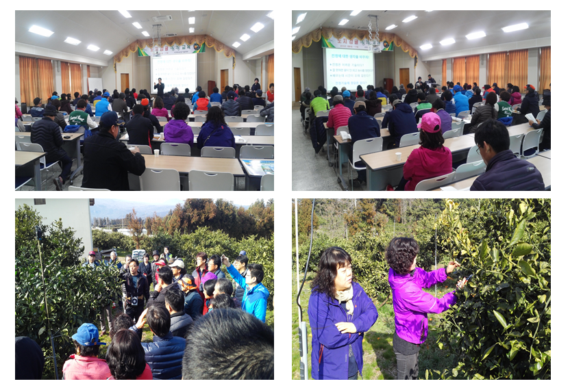 노지감귤 정지·전정 교육