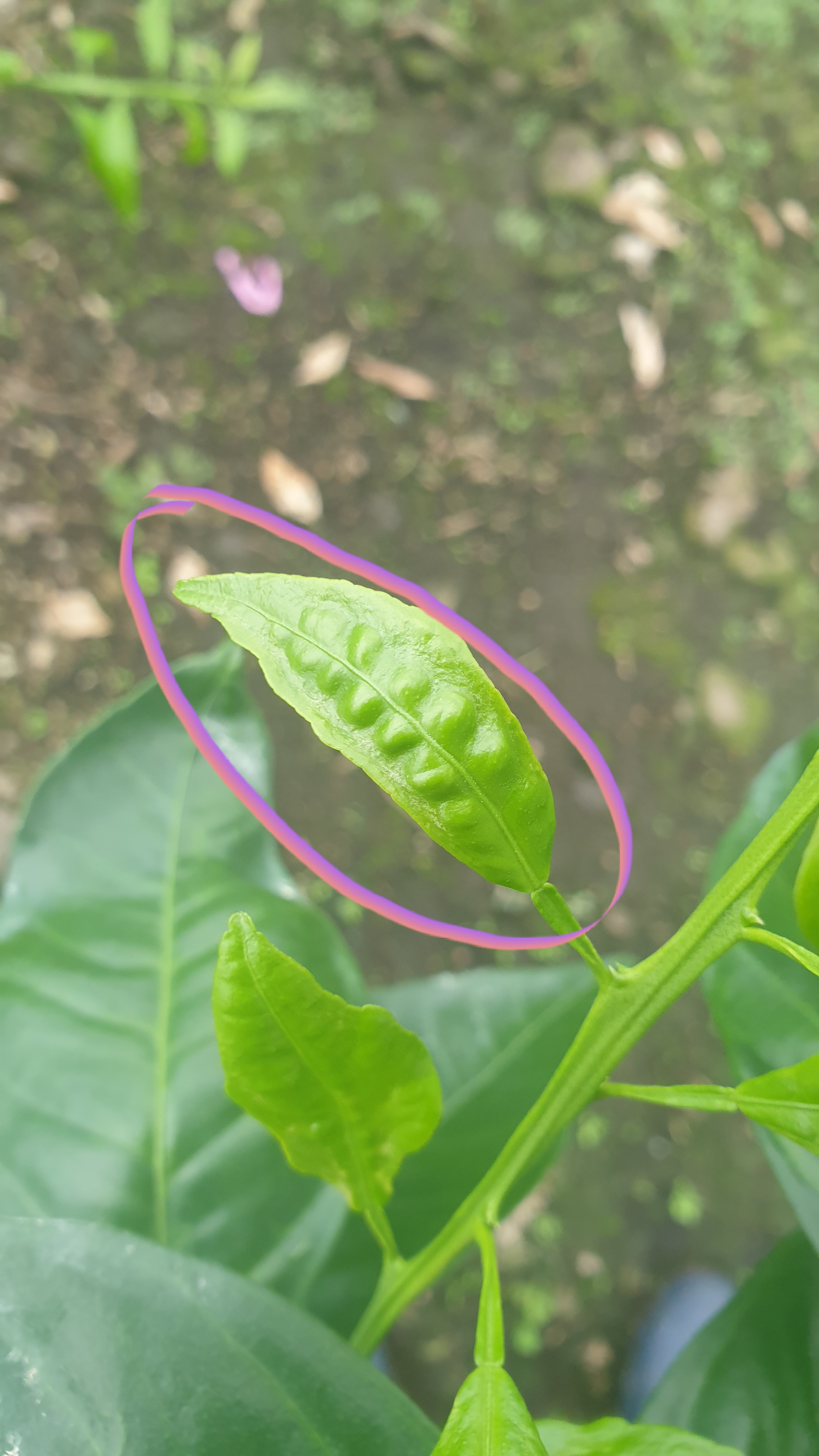 카라향 새순관련