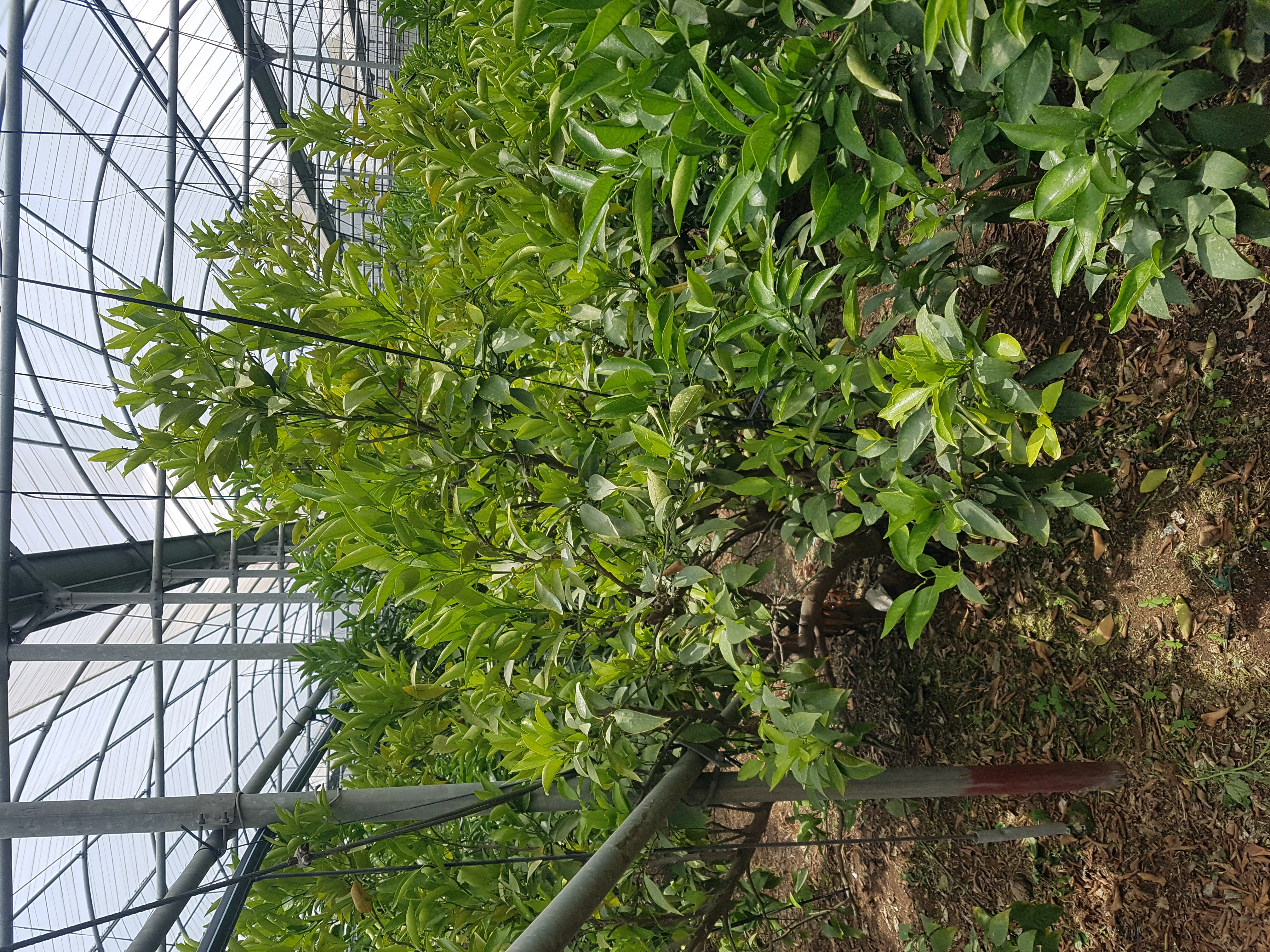 천혜향 잎이 노랗게 되었는데 어떻게 조치해야 하나요?