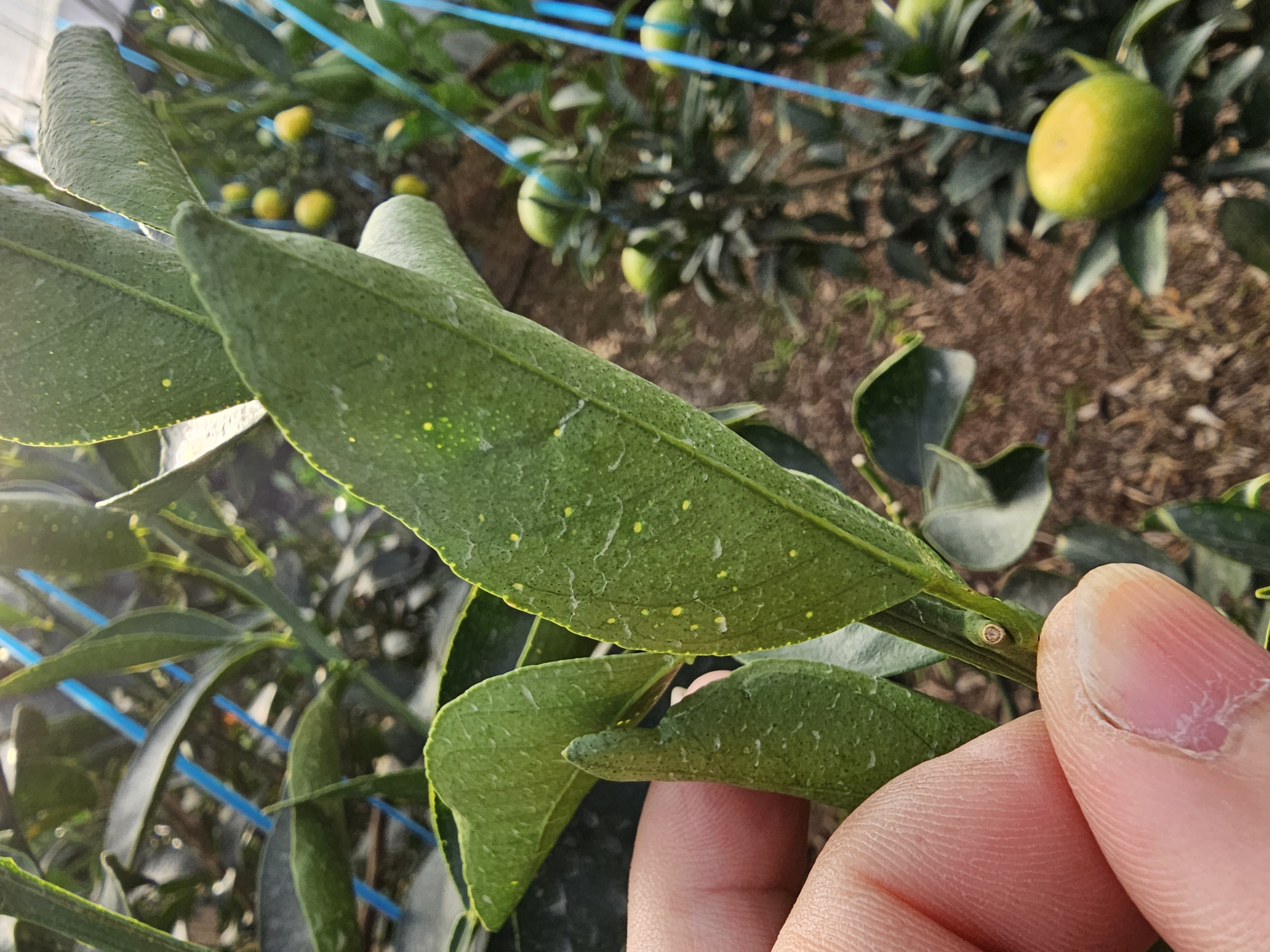 천혜향 잎 문의